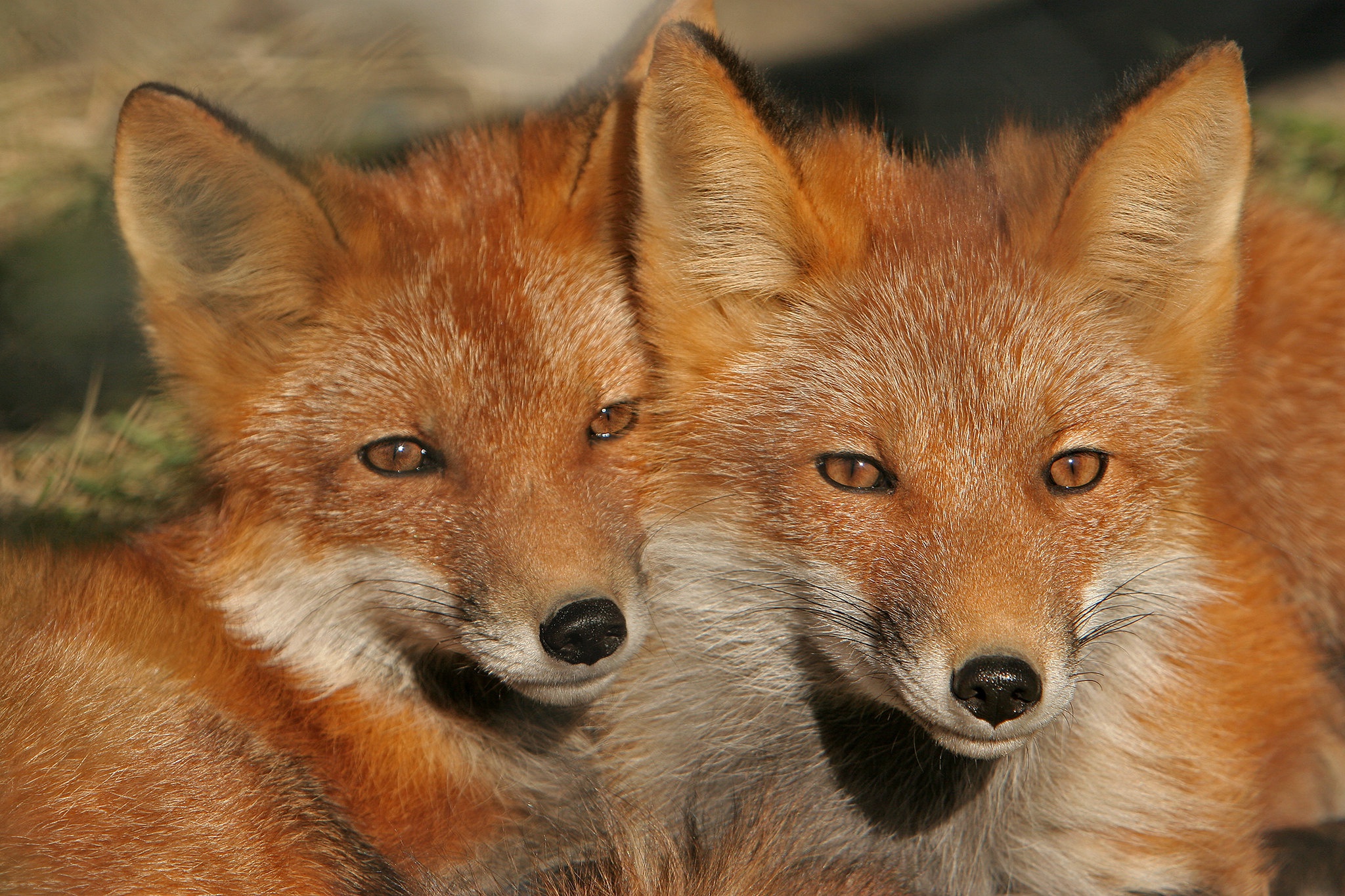 Fox Wildlife 2048x1365