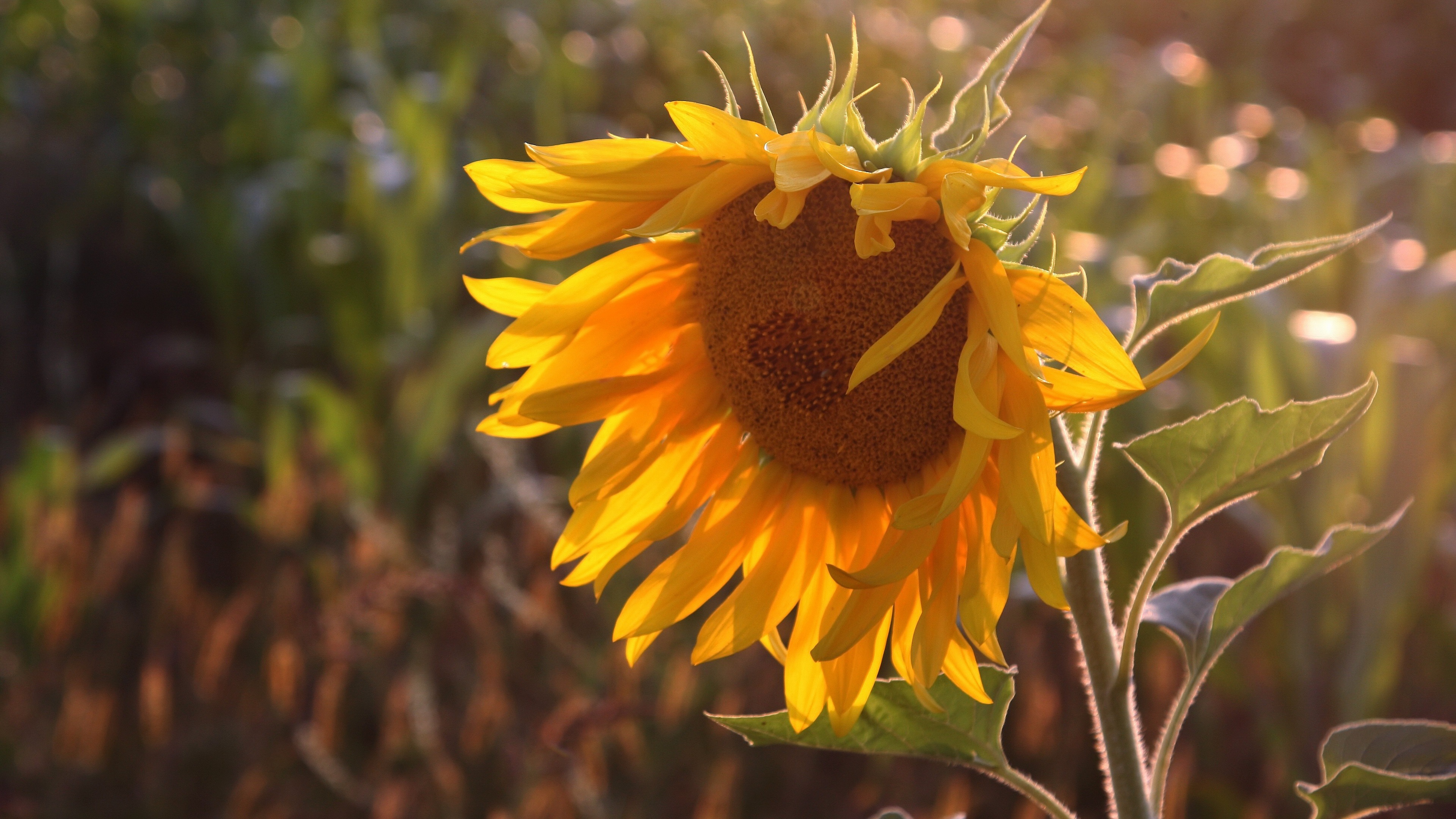 Flowers Plants Sunflowers Yellow Flowers Outdoors 3840x2160