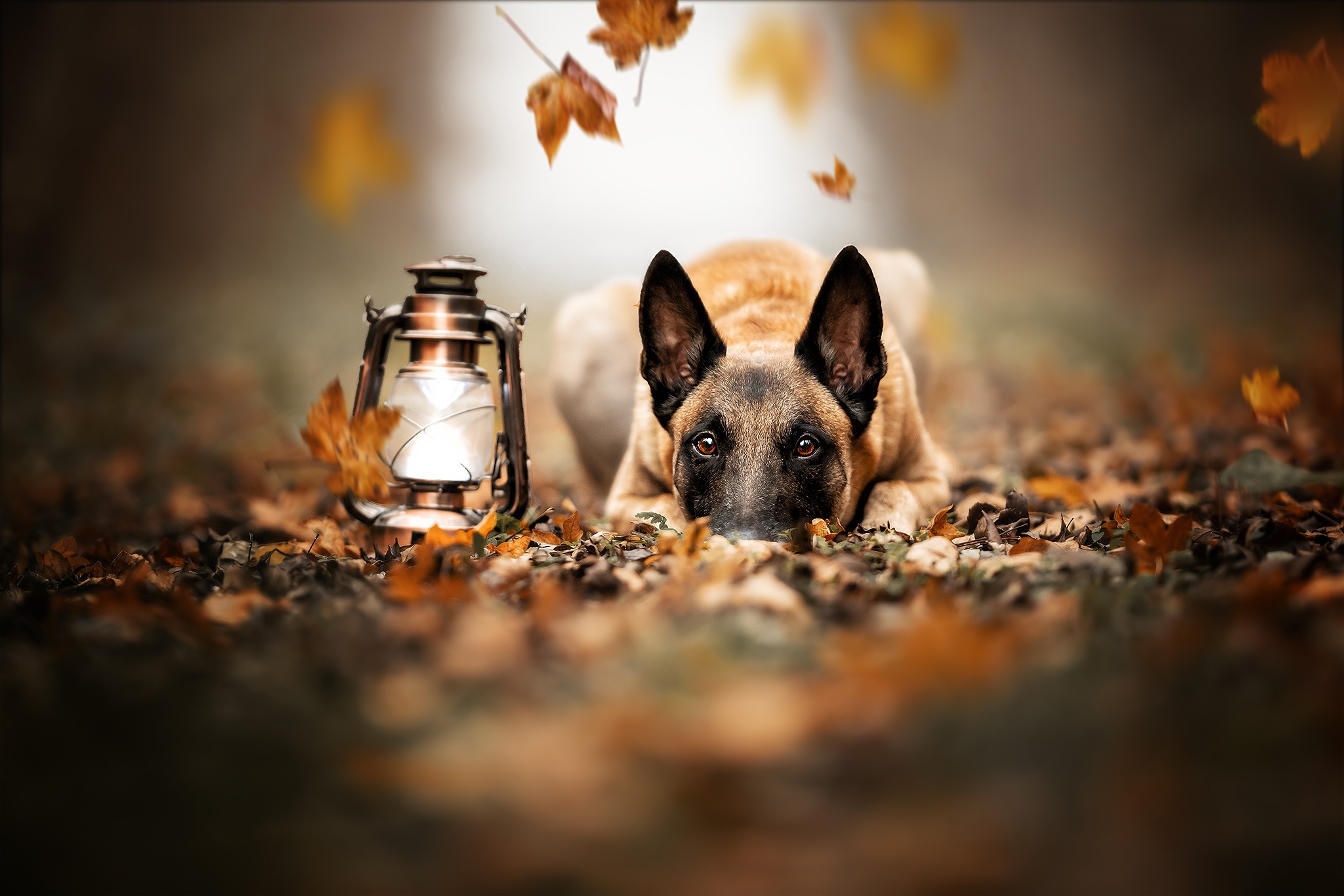 Depth Of Field Dog Lantern Pet 2048x1365