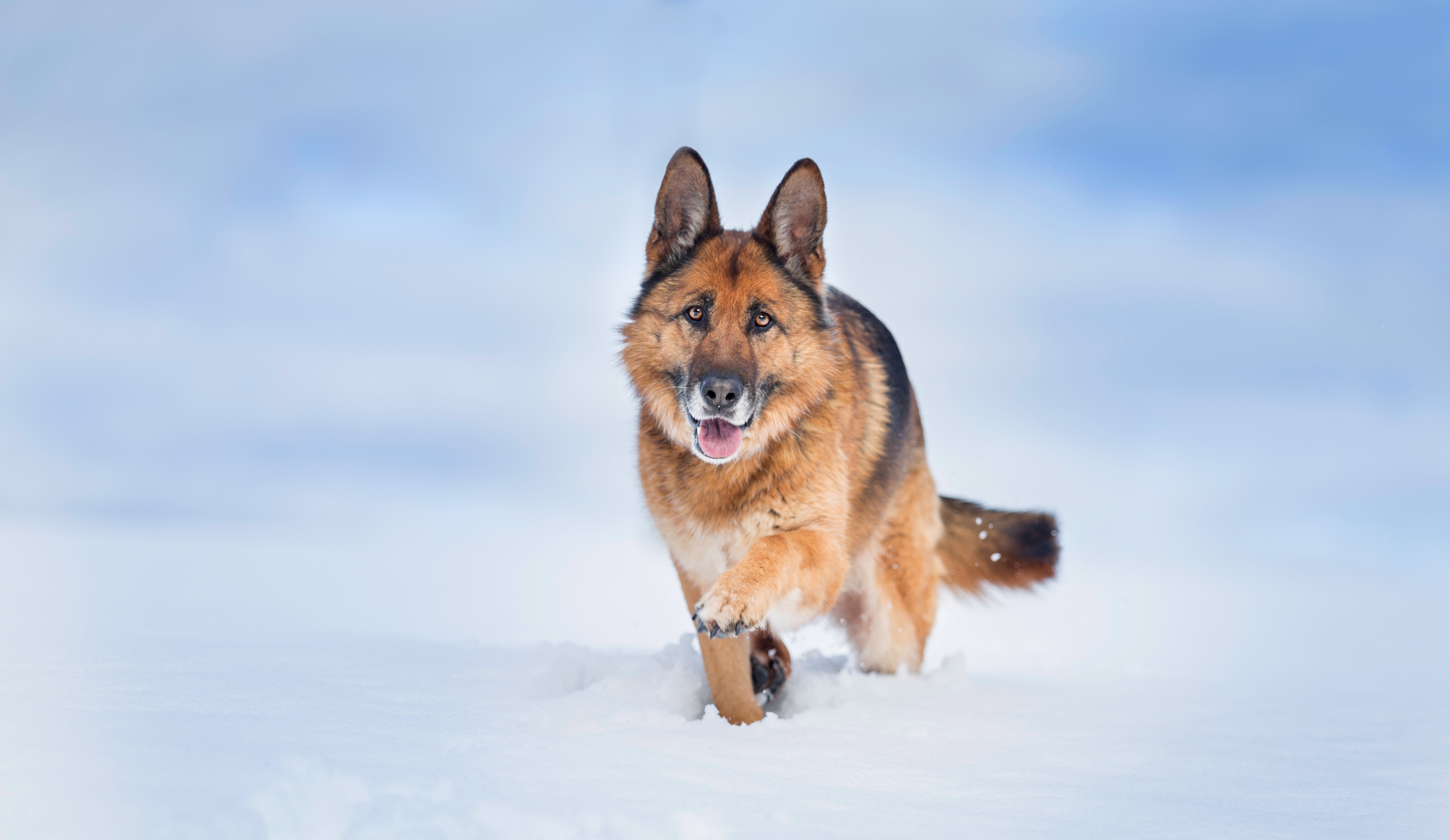 Dog Pet Snow Depth Of Field 5093x2952