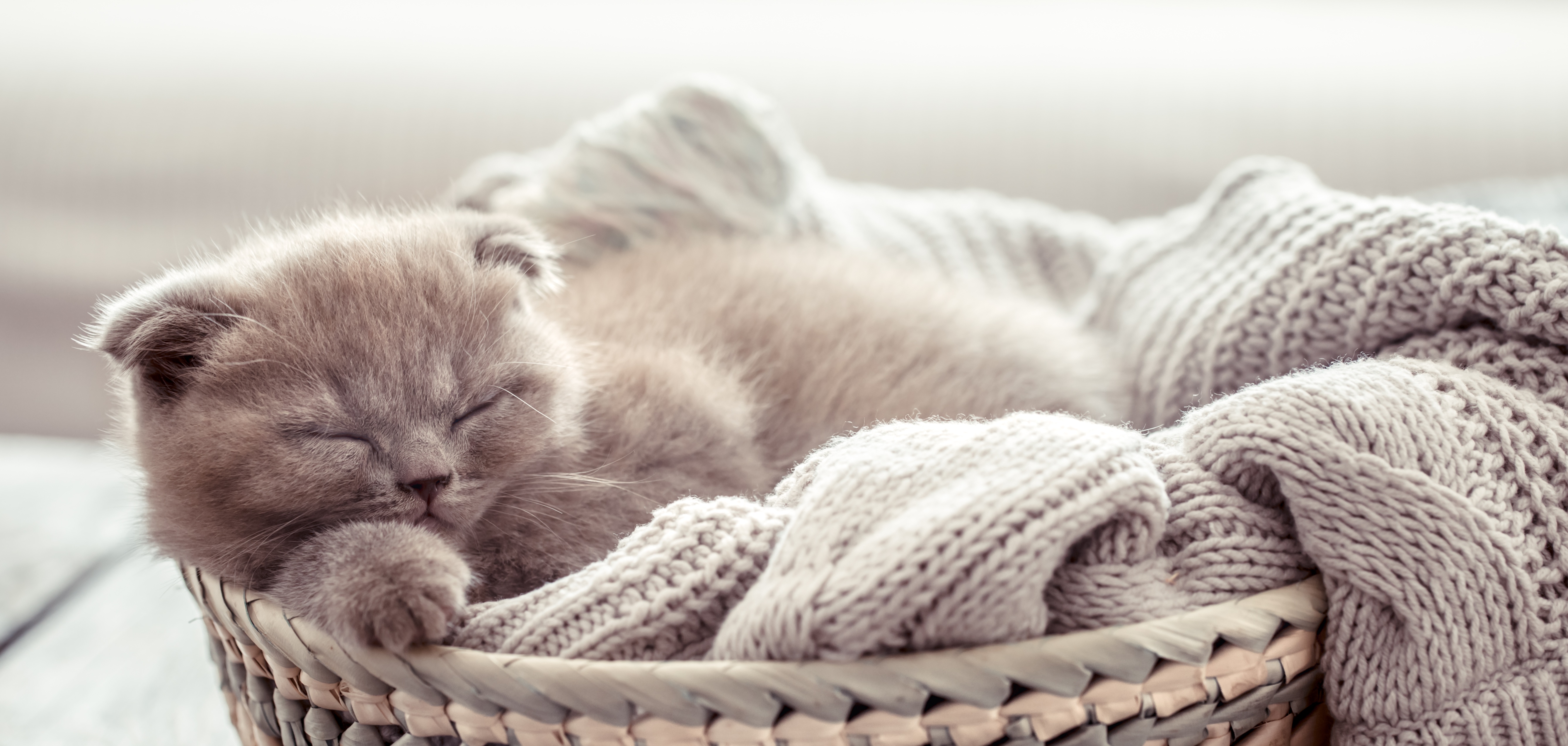 Kitten Baby Animal Sleeping Pet 5351x2545