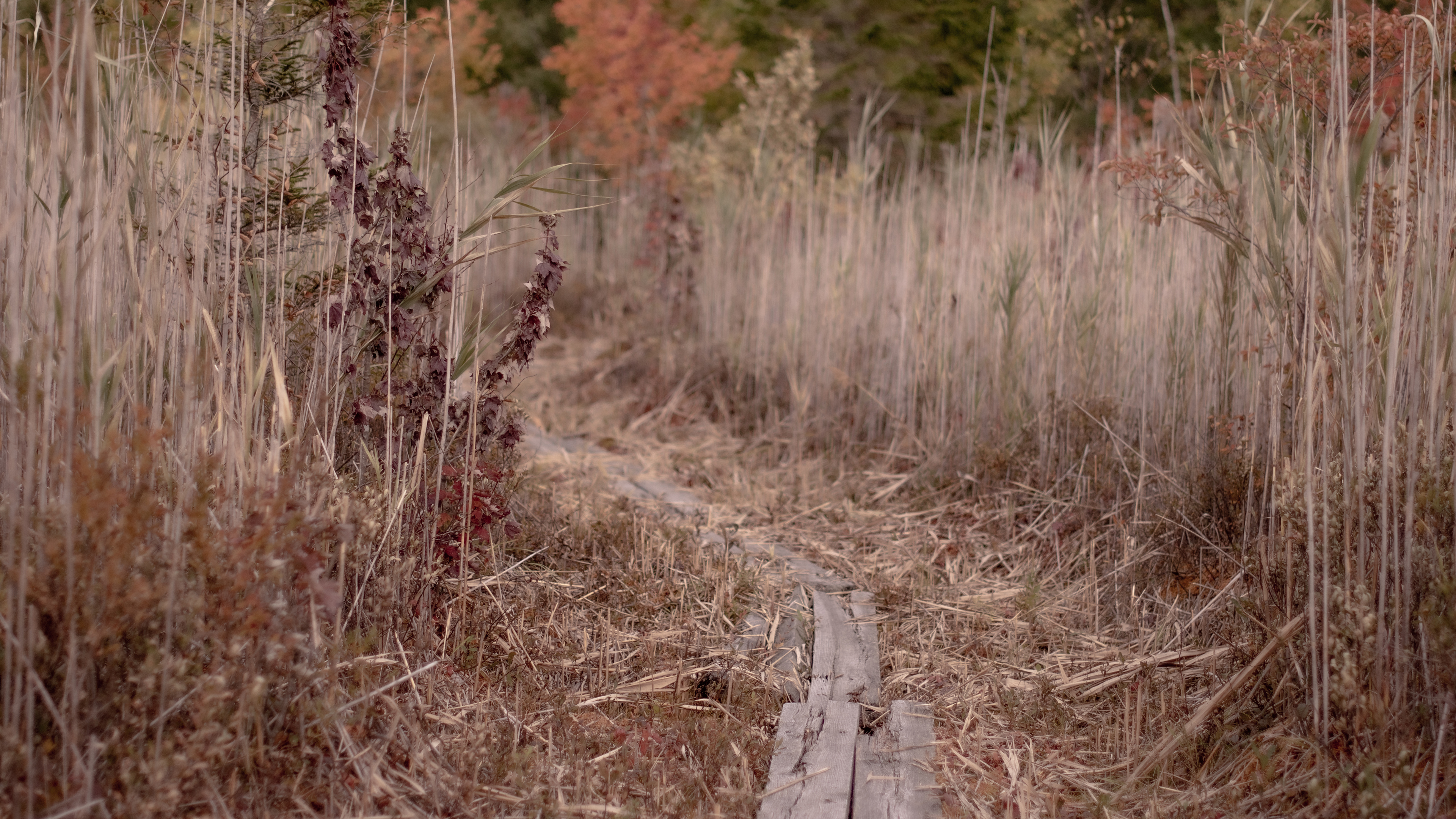 Pathway Wood Planks Fall Foliage Leaves Kyle Larivee Path Outdoors 3840x2160
