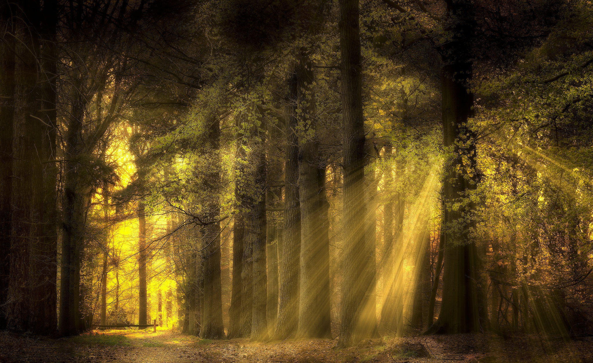 Лес солнце и звезды. "Солнце в лесу". Лучи солнца. Дремучий лес. Свет в лесу.