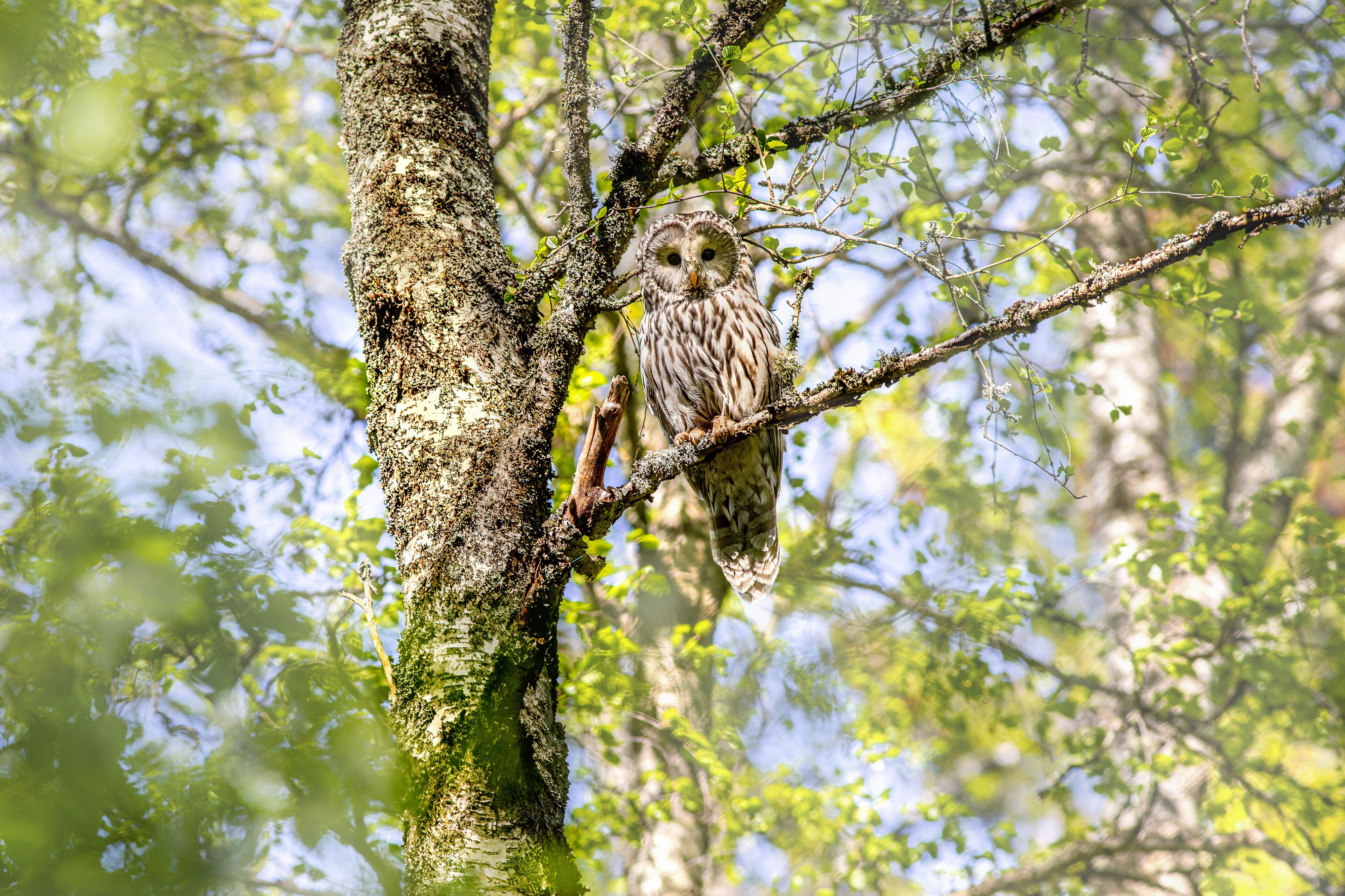 Bird Tawny Owl Wildlife 4000x2666