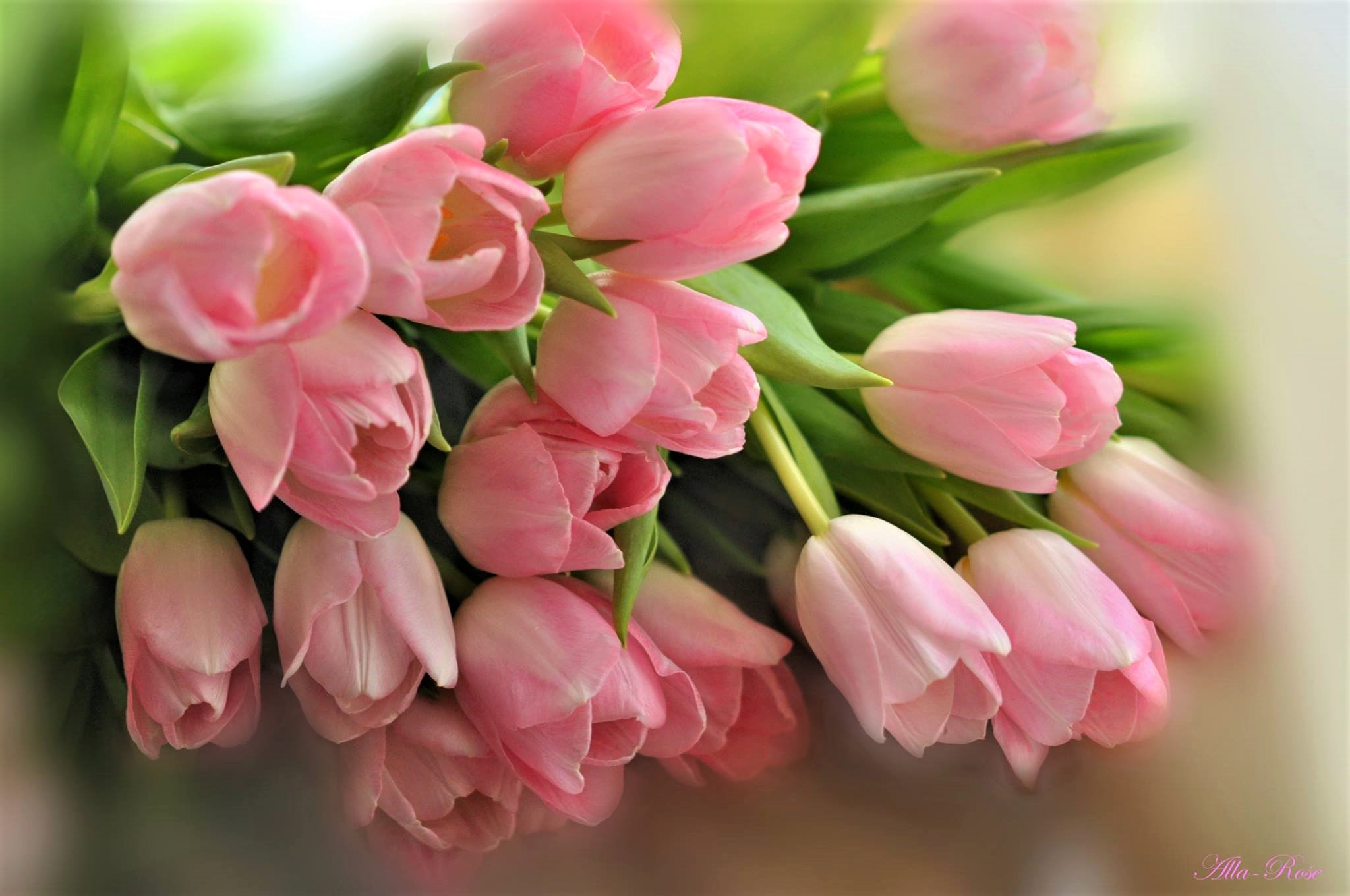 Earth Flower Pink Flower Tulip 2048x1360