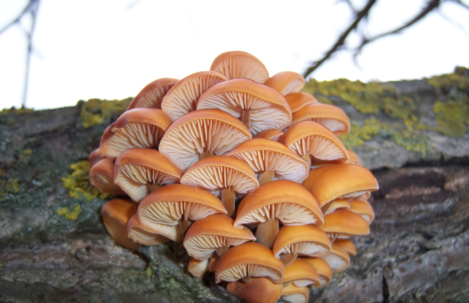 Earth Mushroom 1920x1242