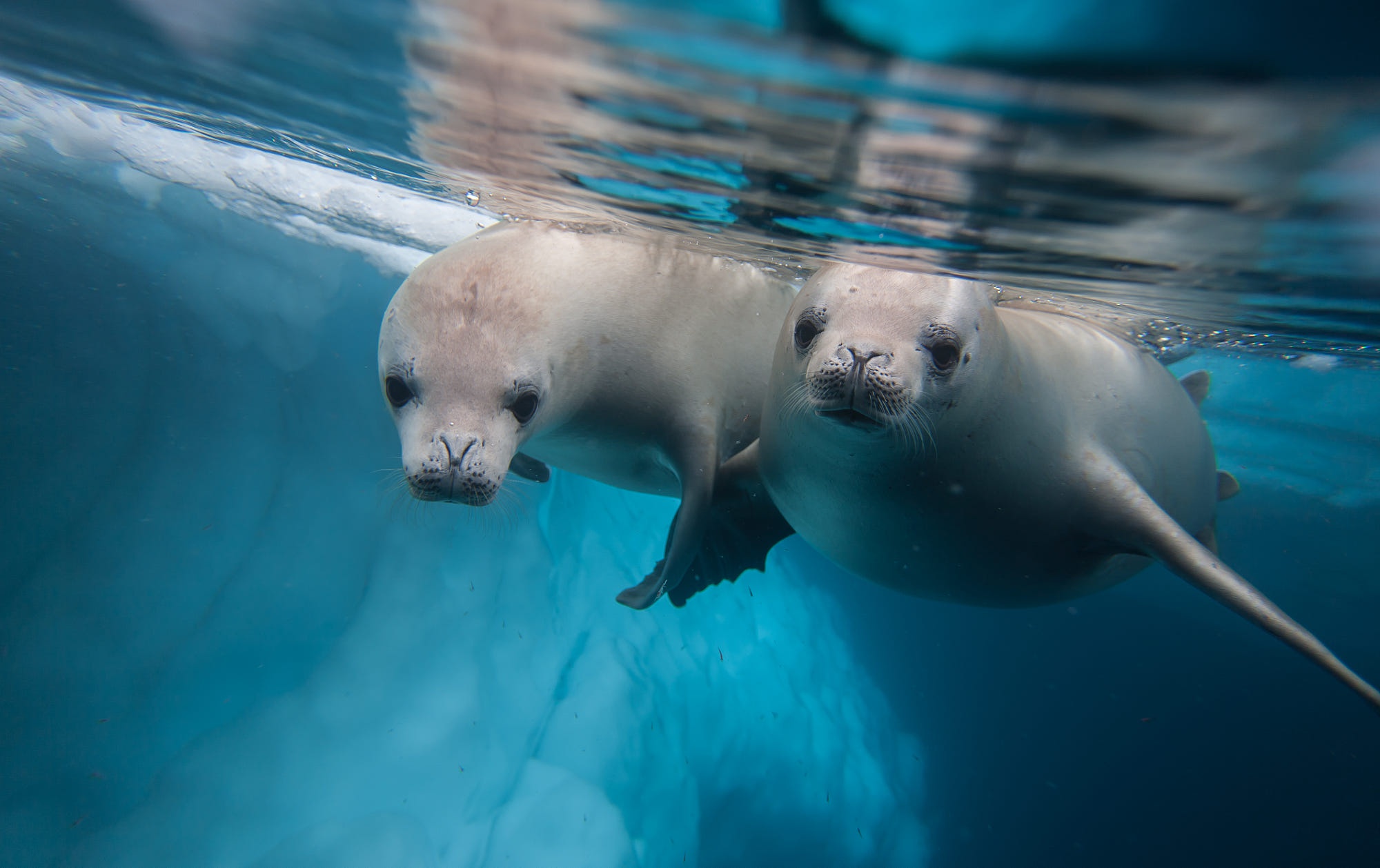 Sea Life Seal 2000x1258