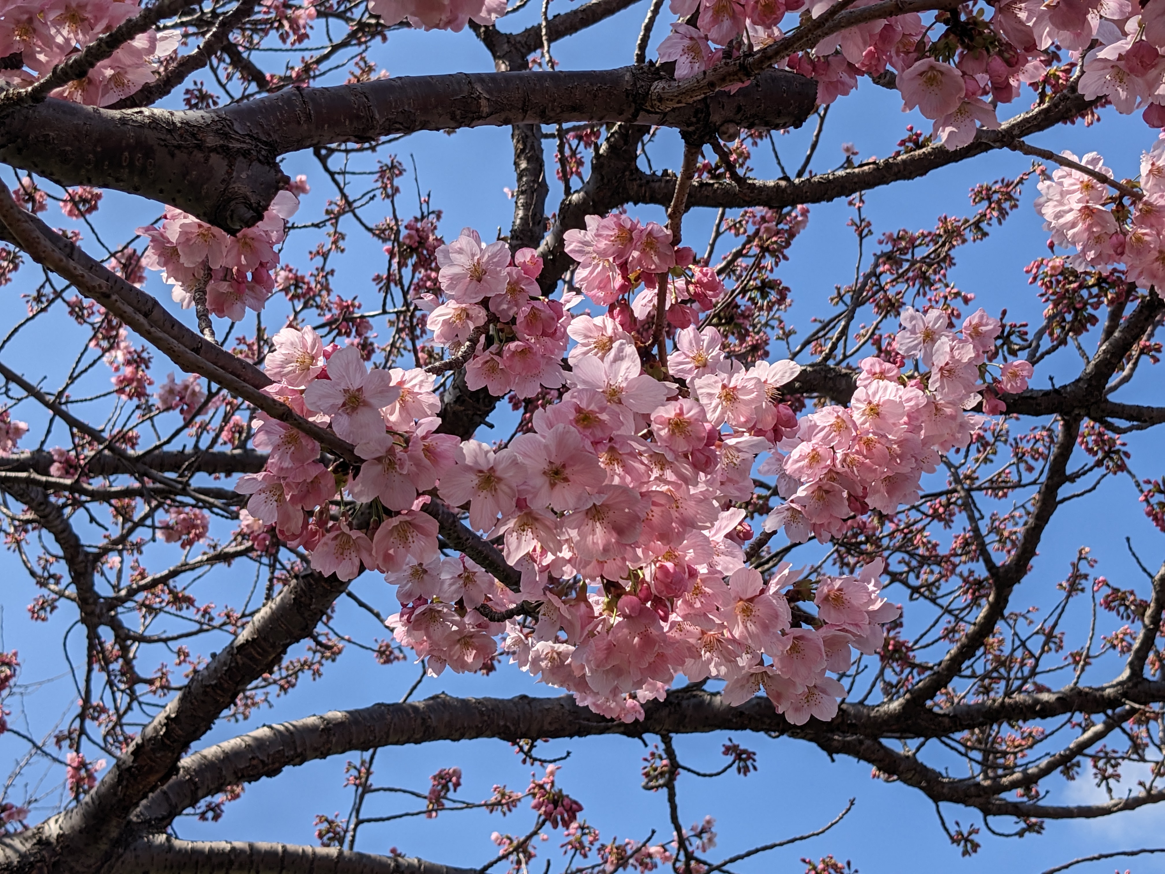 Japan Nature Pink Color Flowers Plants Branch Cherry Blossom Photography 4032x3024