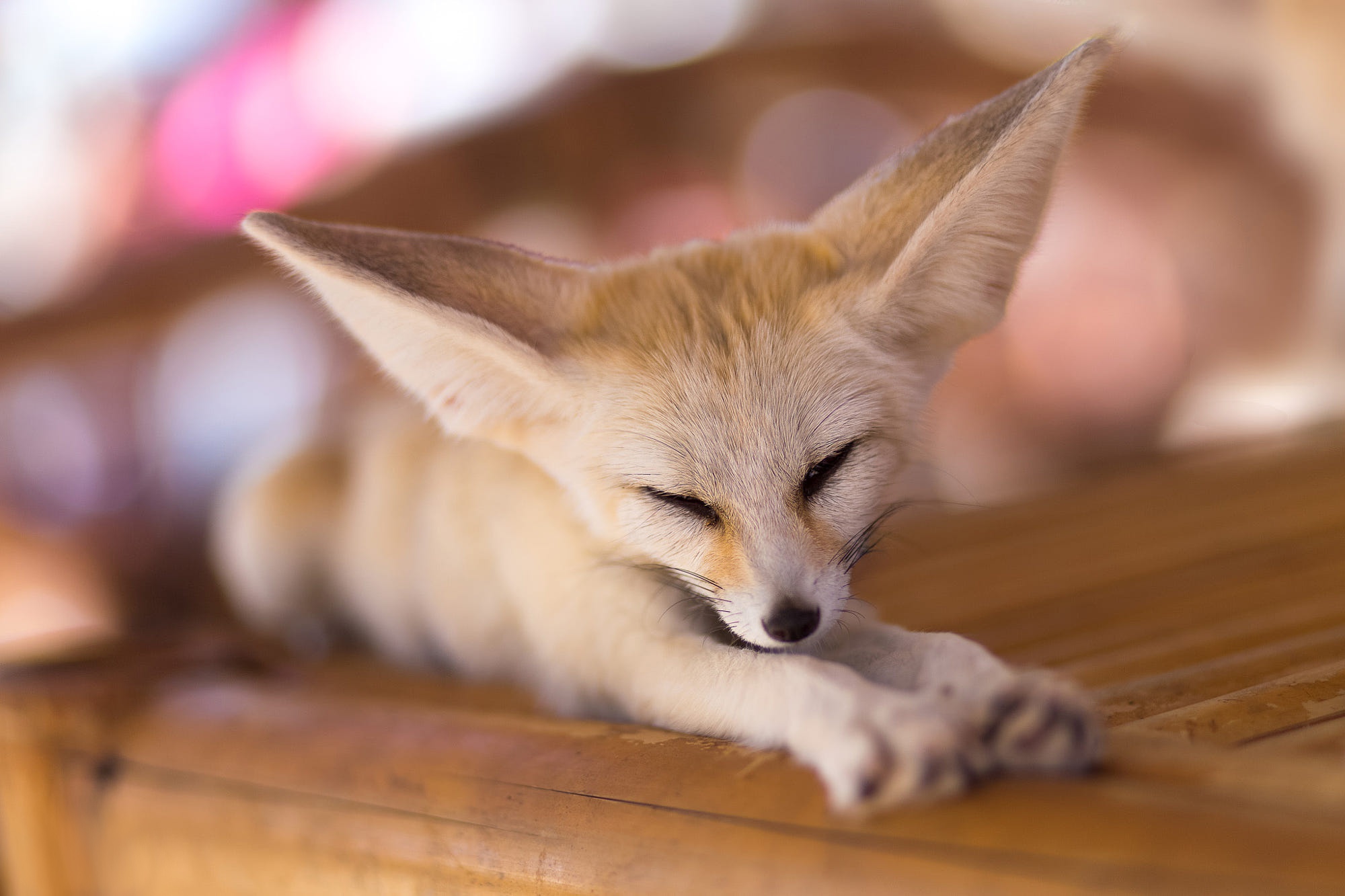 Search Results for baby fennec fox wallpaper Adorable Wallpapers