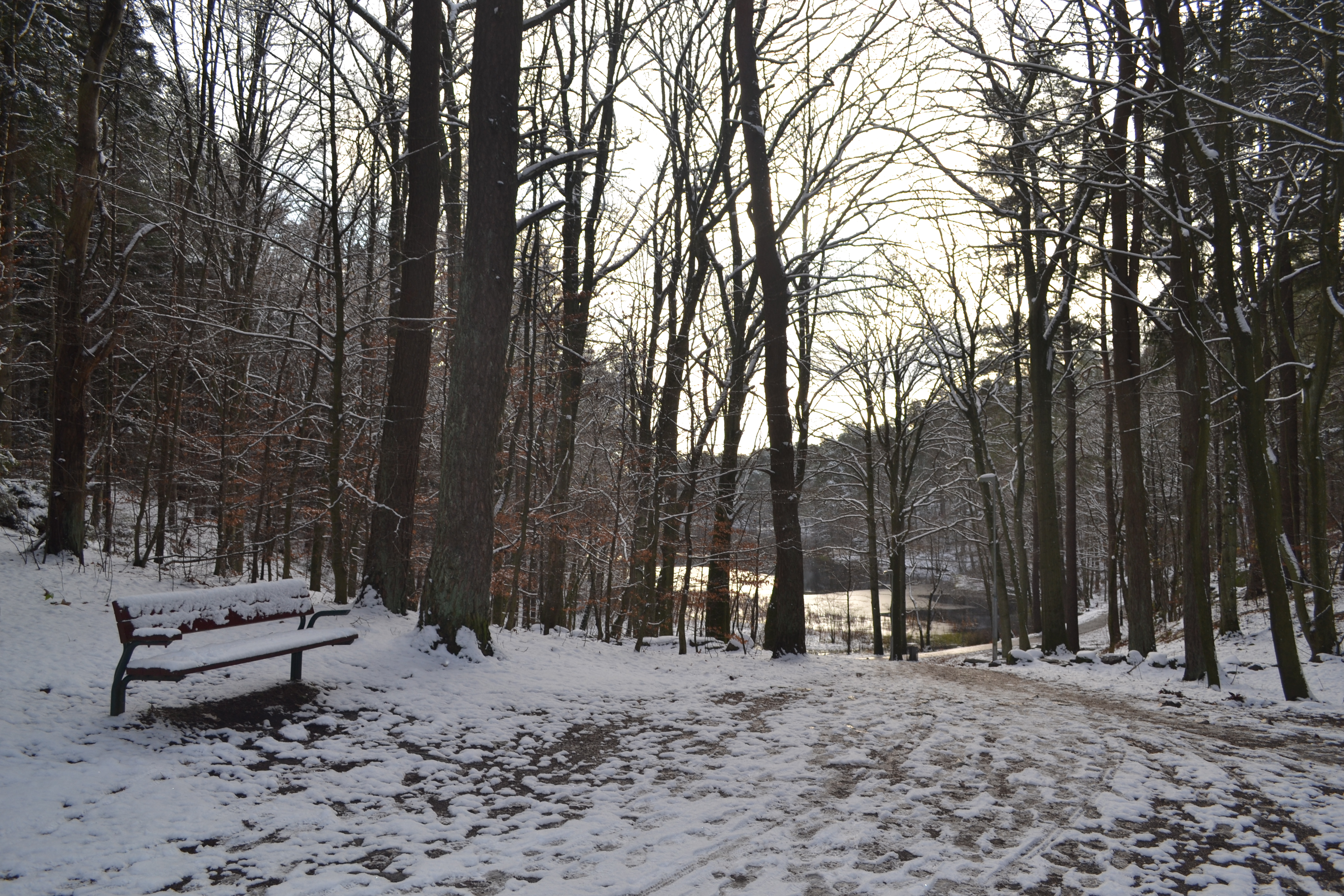 Park Lake Winter 4608x3072