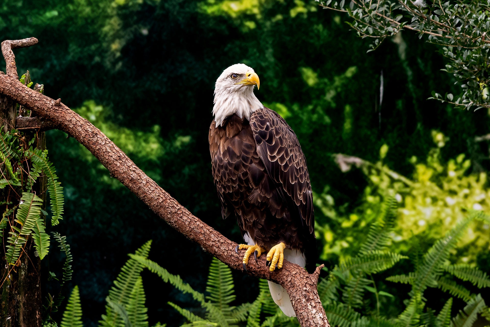 Animal Bald Eagle 2000x1335