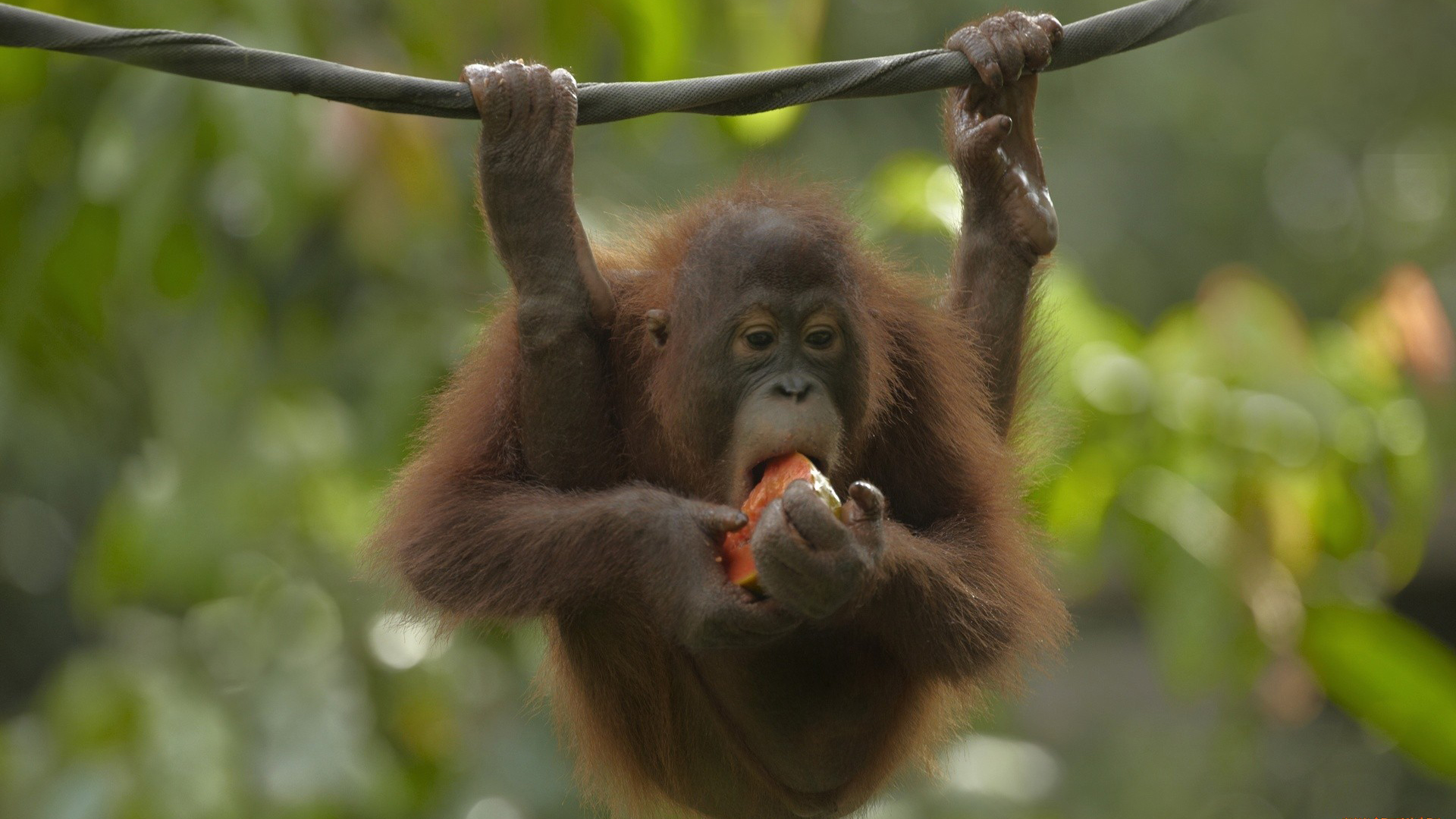 Orangutans Animals Nature Depth Of Field 1920x1080