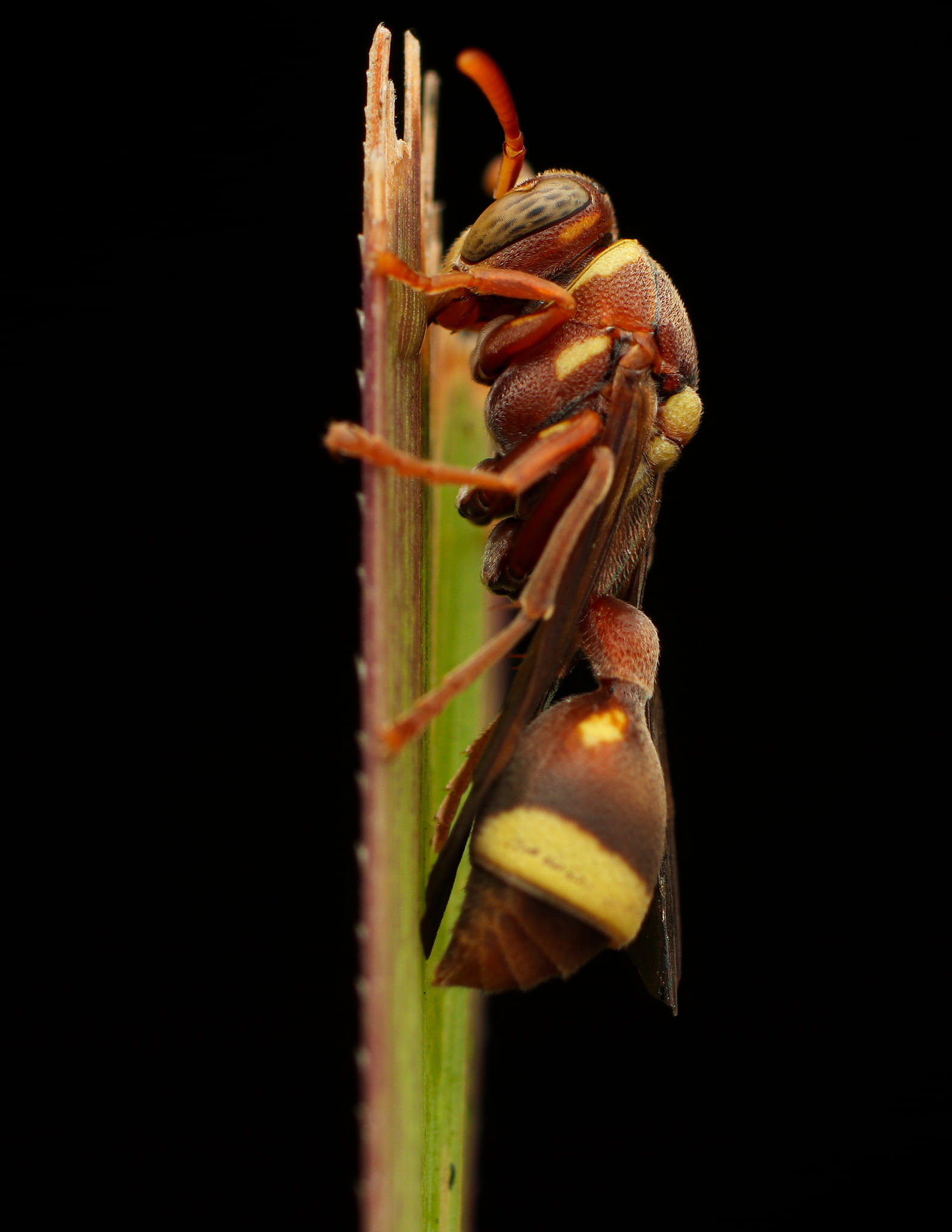 Wasps Animals Nature Dix Balino Macro Leaves Black Background Simple Background Vertical Insect Mini 1583x2048