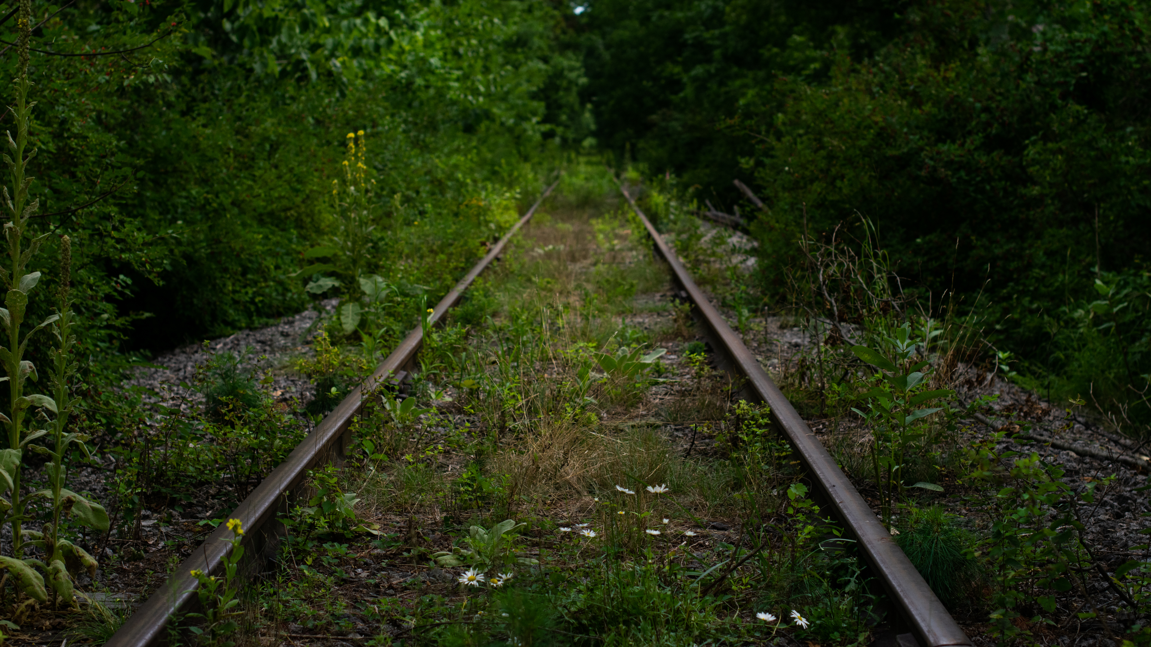 Railroad Track Railway Overgrown Abandoned Green Nature 3840x2160