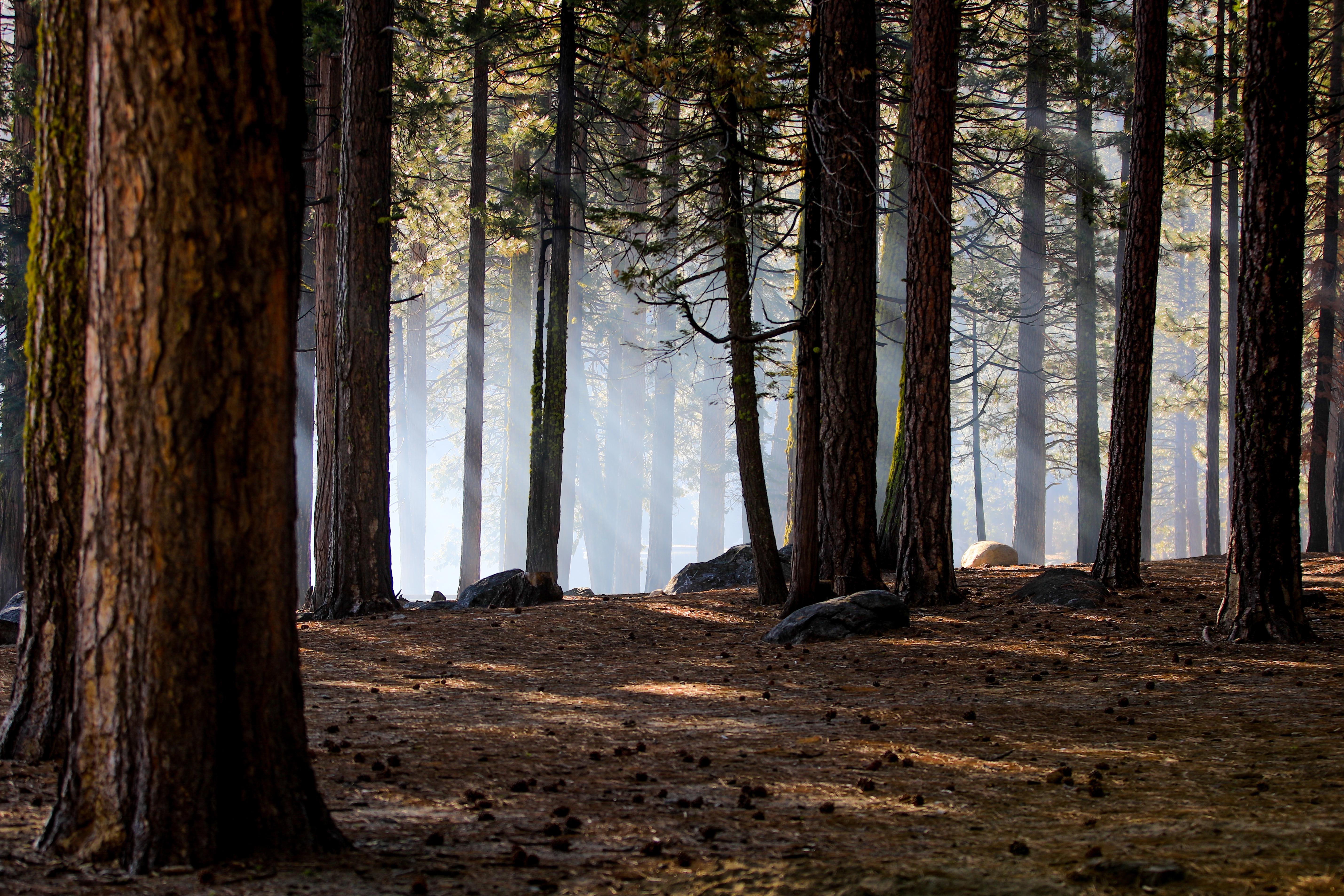 California USA Nature Forest Mist Trees Pine Trees Morning Rocks 5717x3811