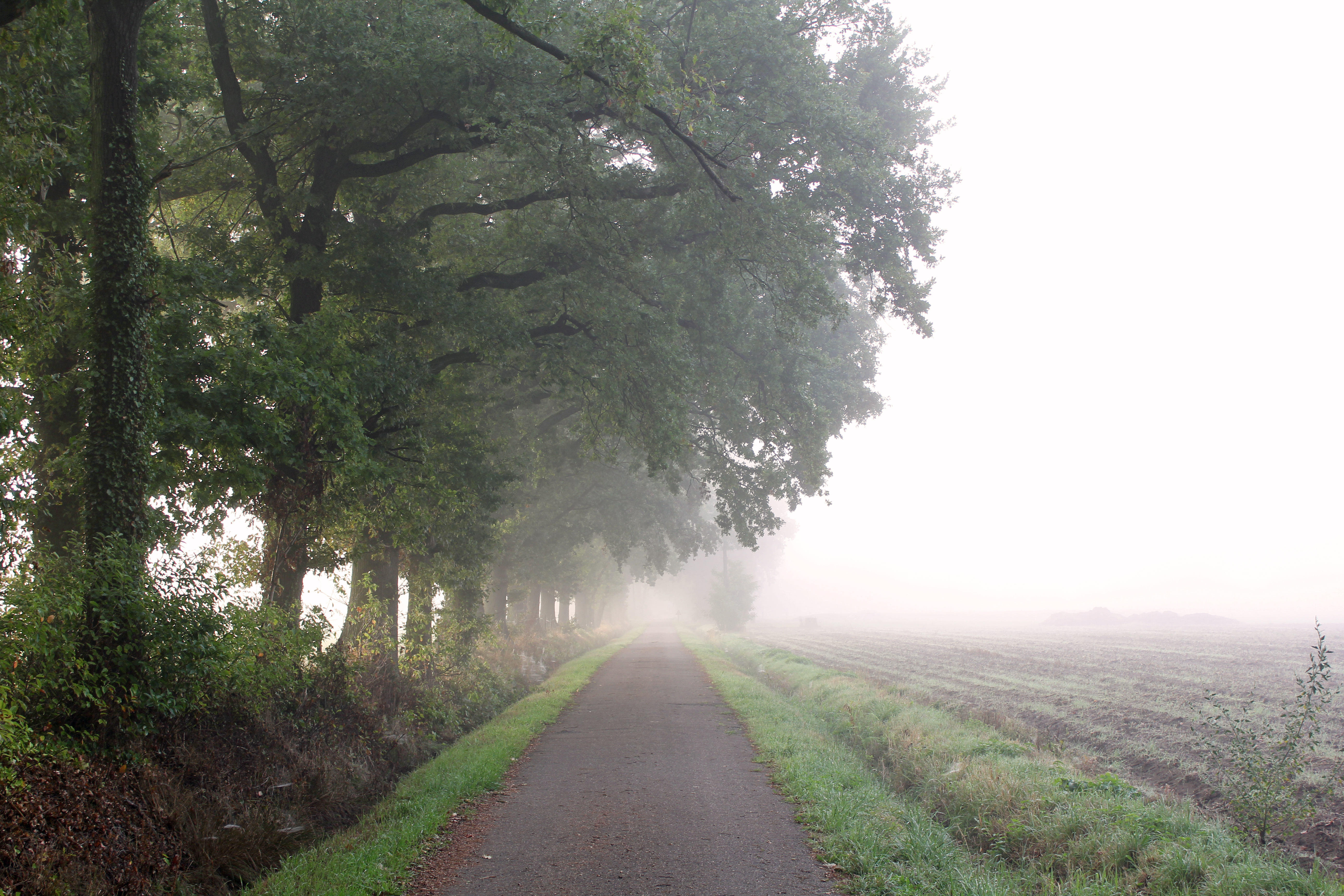 Mist Nature Trees Path 5184x3456