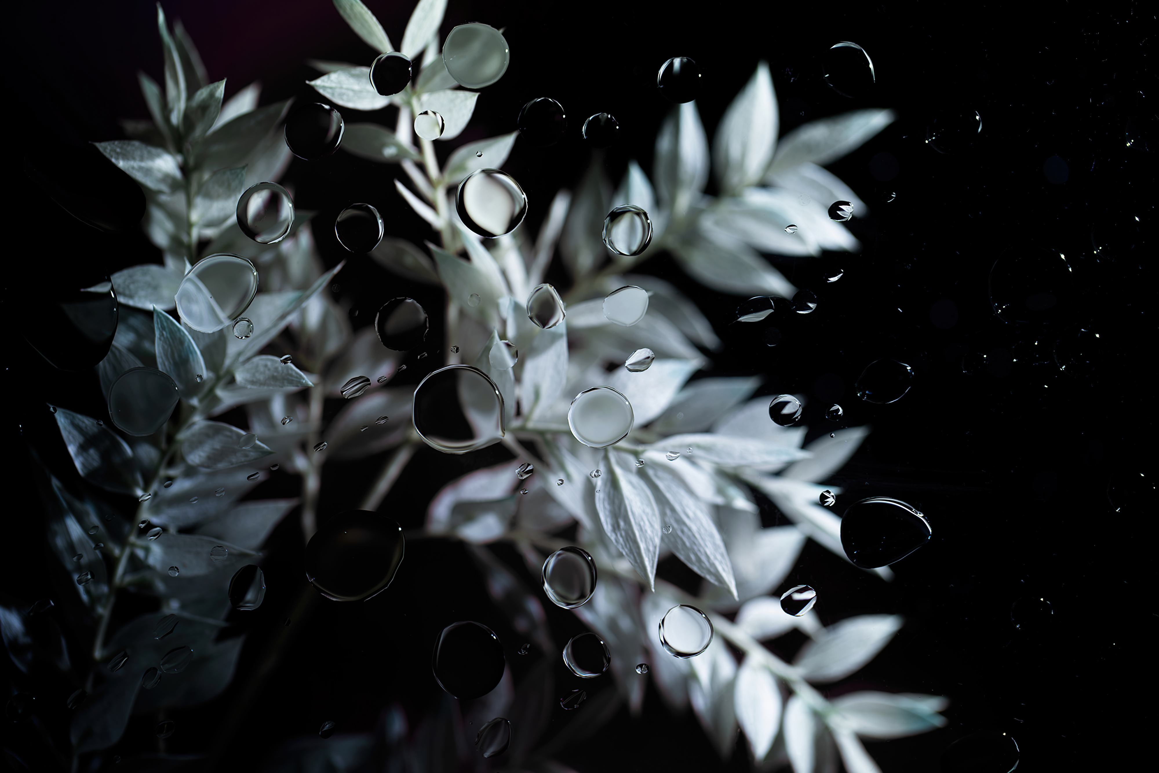 Black Background Minimalism Flower Garden Water Drops Flowers Simple Background Nature Closeup Petal 4000x2668