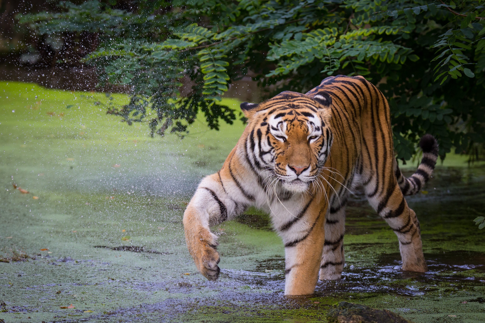 Animal Tiger 2048x1365