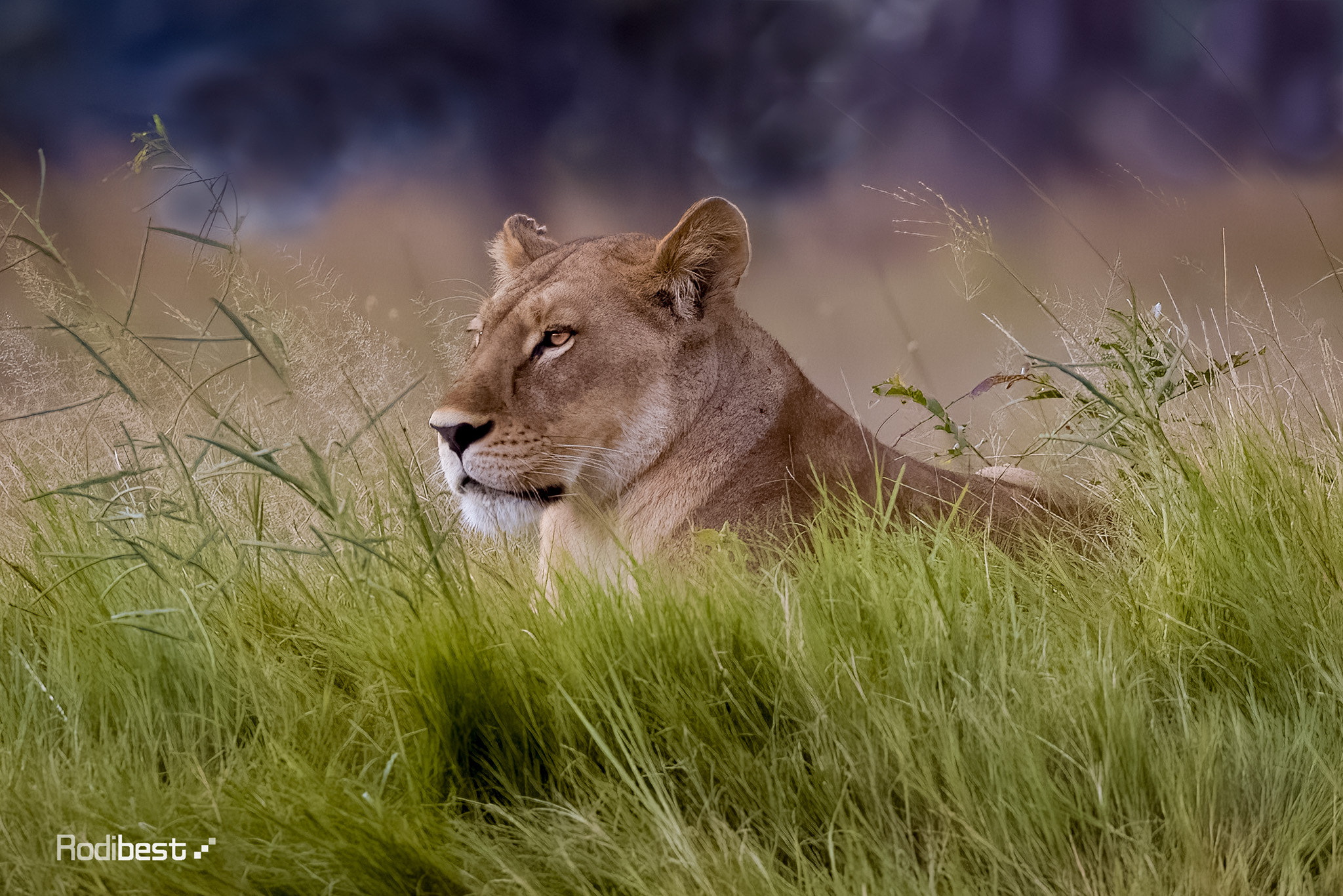 Rodi Almog Lion Field Looking Away Wind Animals Feline Outdoors Grass Nature 2048x1366