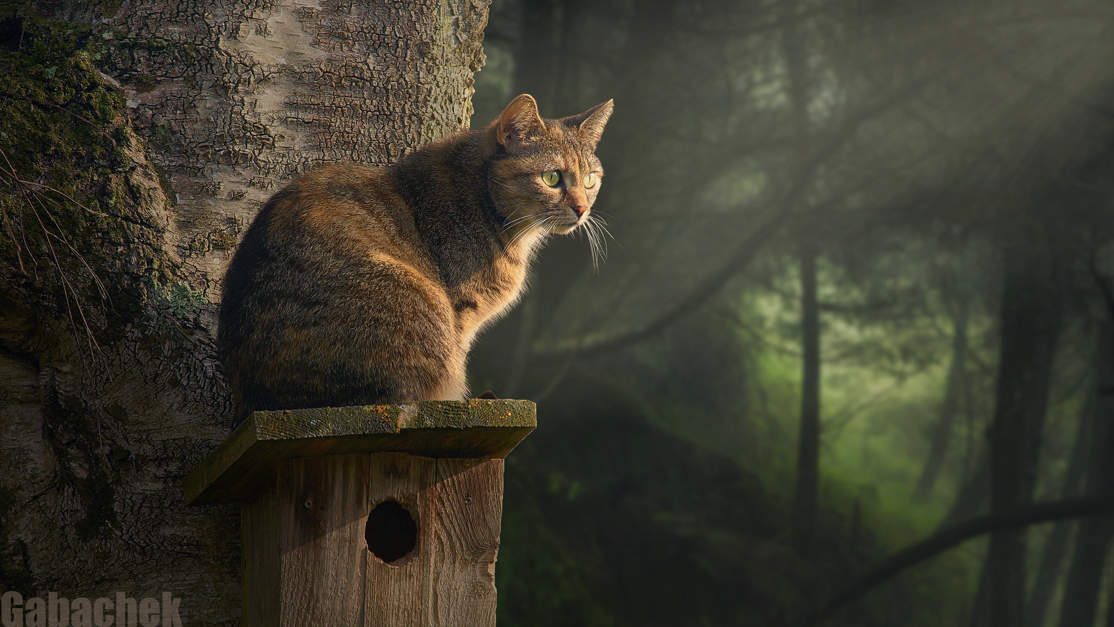 Gabachek Forest Digital Nature Animals Photo Manipulation Cat Ears CG Sunrise 3D 3840x2160
