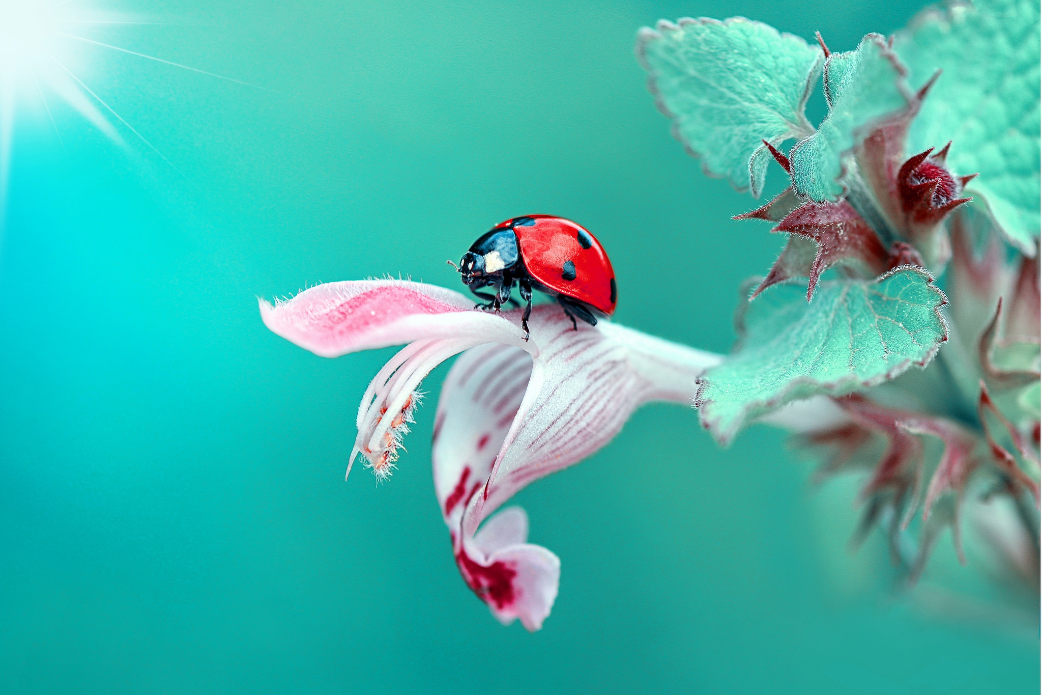 Animal Ladybug 2048x1365