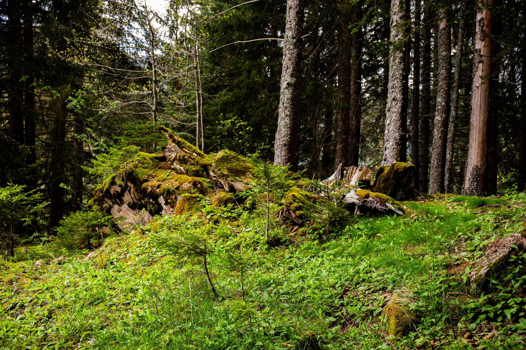 Photography Outdoors Nature Greenery Plants Trees Forest Moss Grass Leaves Rocks Boulder Green 2048x1365