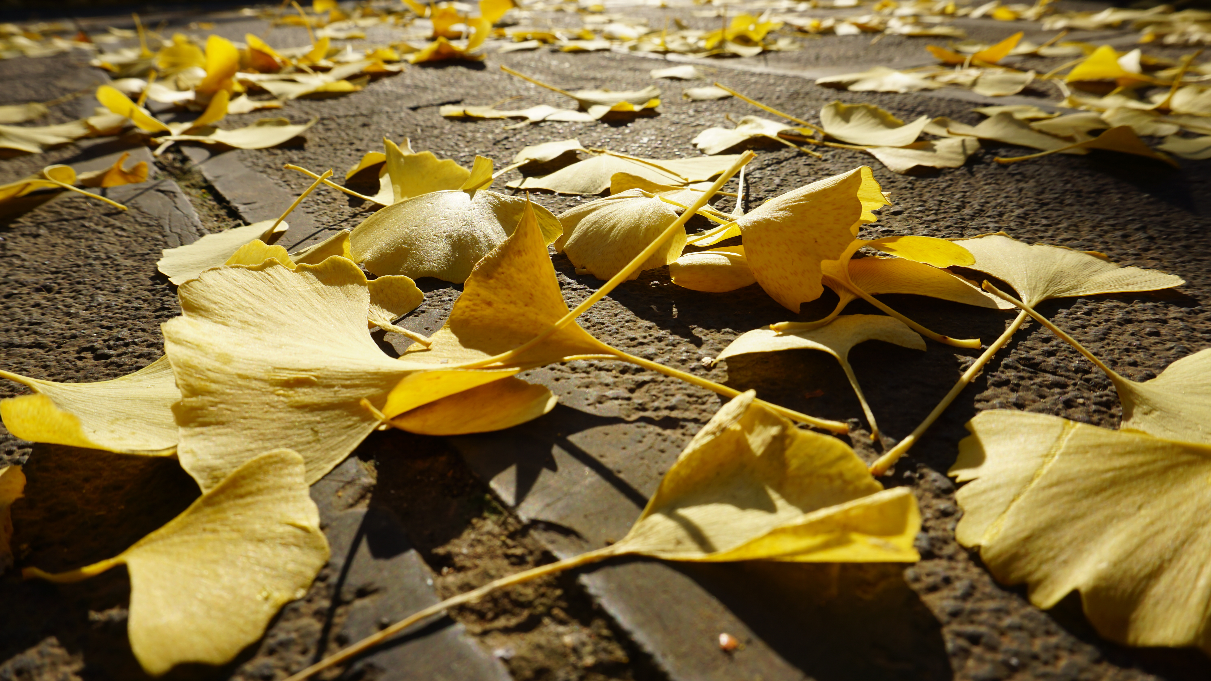 Nature Plants Leaves Sunlight Closeup Ground 4000x2251