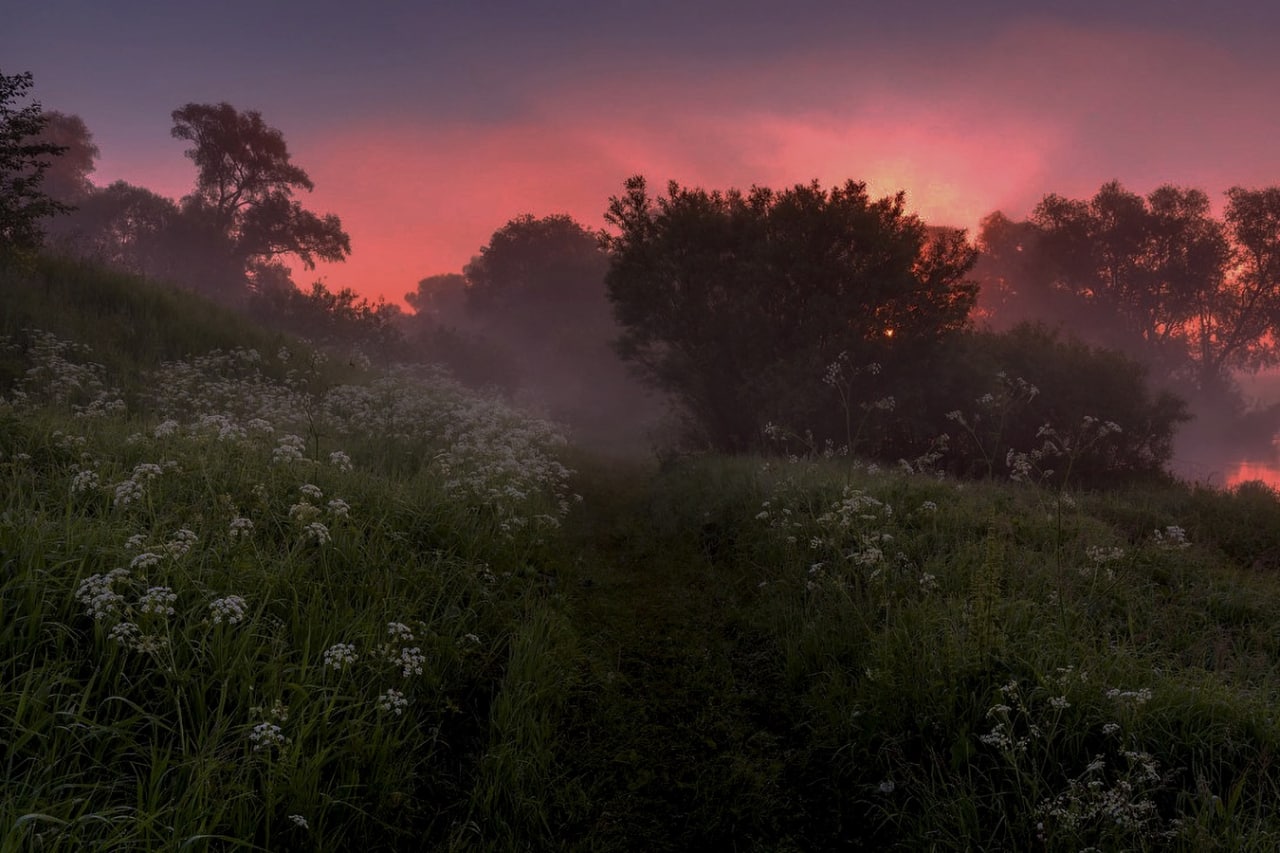 Russia Flowers Morning Evening Nature 1280x853