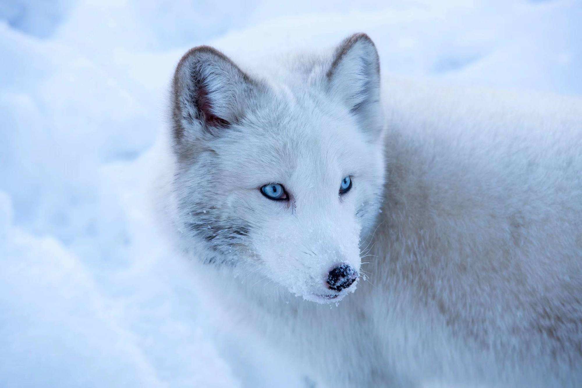 Animals Snow Face Looking Away Fur Fox 2000x1333