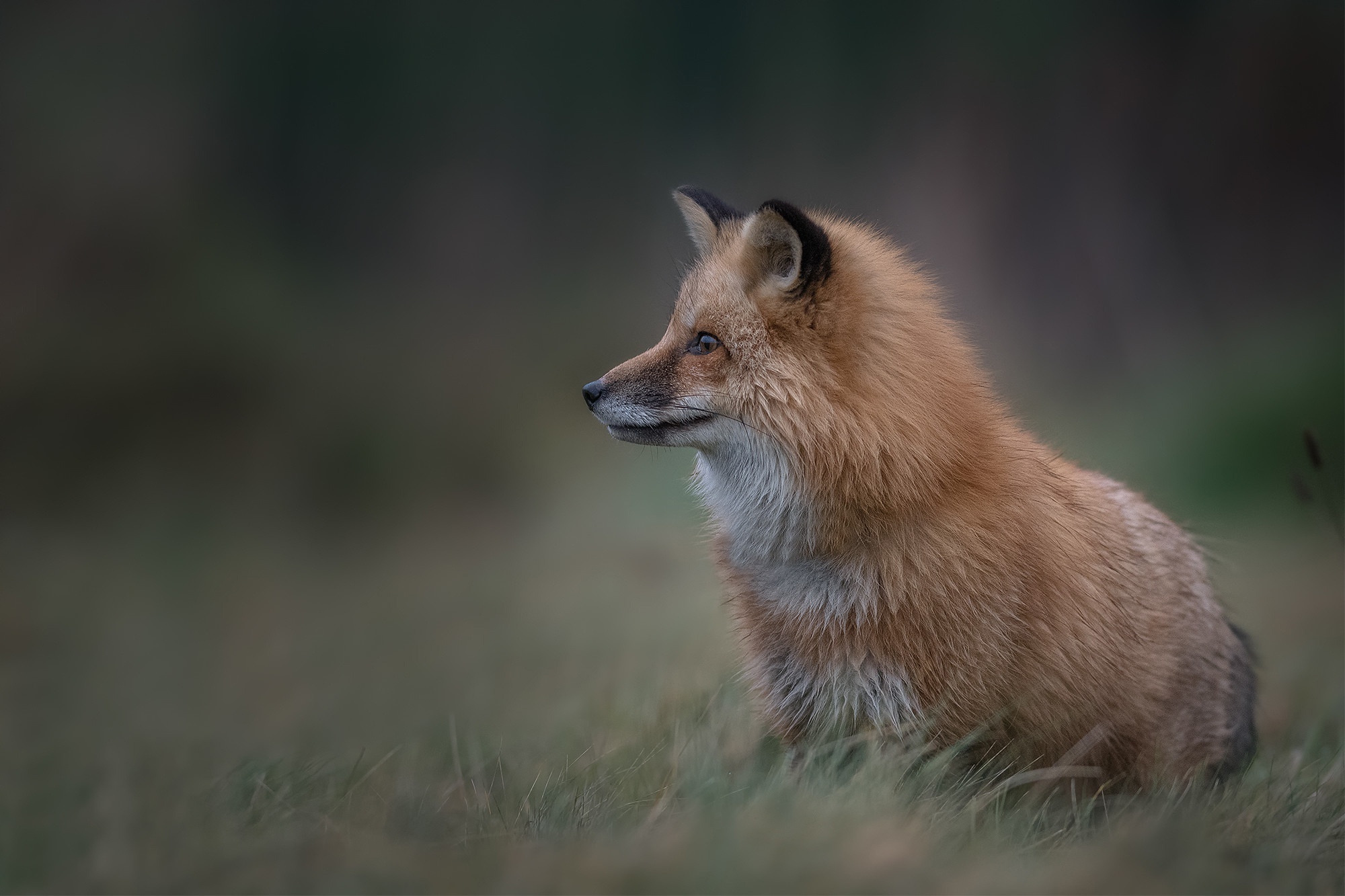 Animal Fox 2000x1333