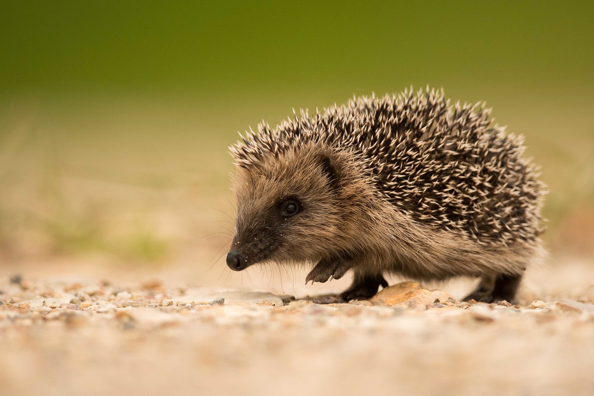 Animal Hedgehog 2047x1365