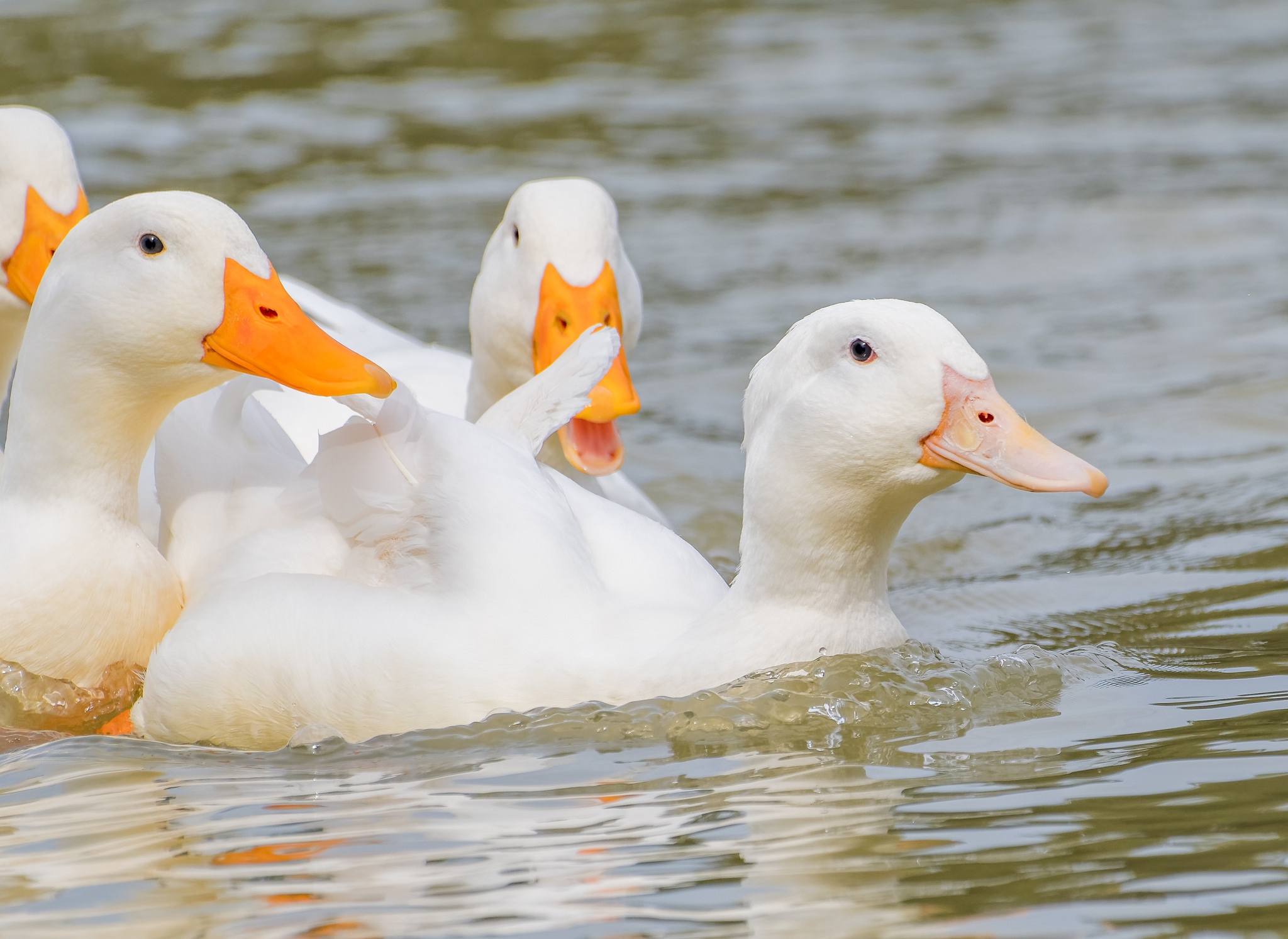 Animals Birds Duck In Water Outdoors White Yellow Water Nature 2048x1493