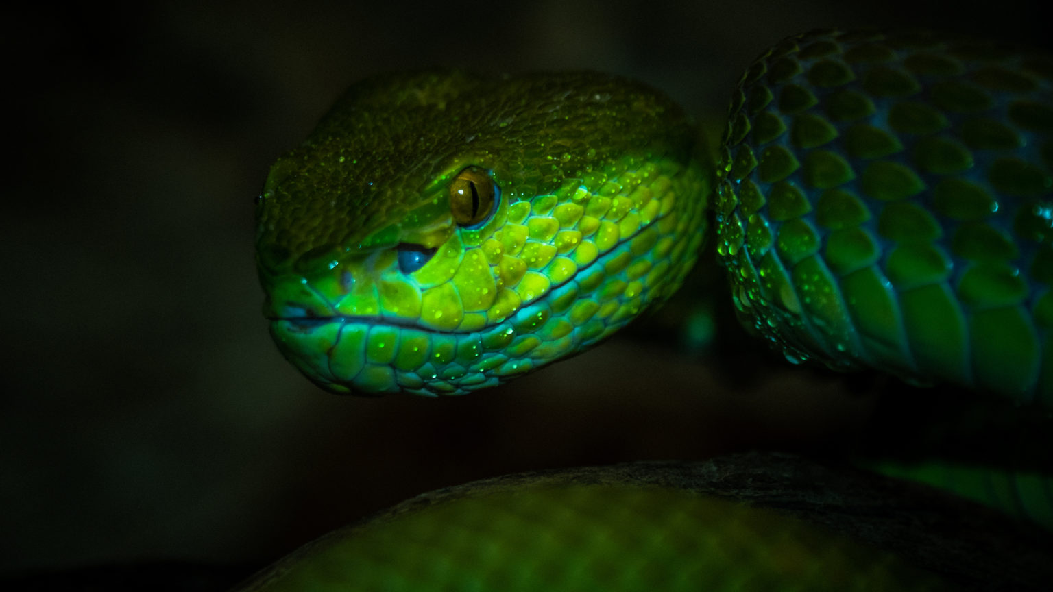 Nature Animals Reptile Reptiles Snake Closeup Green Eyes Green Depth Of Field 1536x864