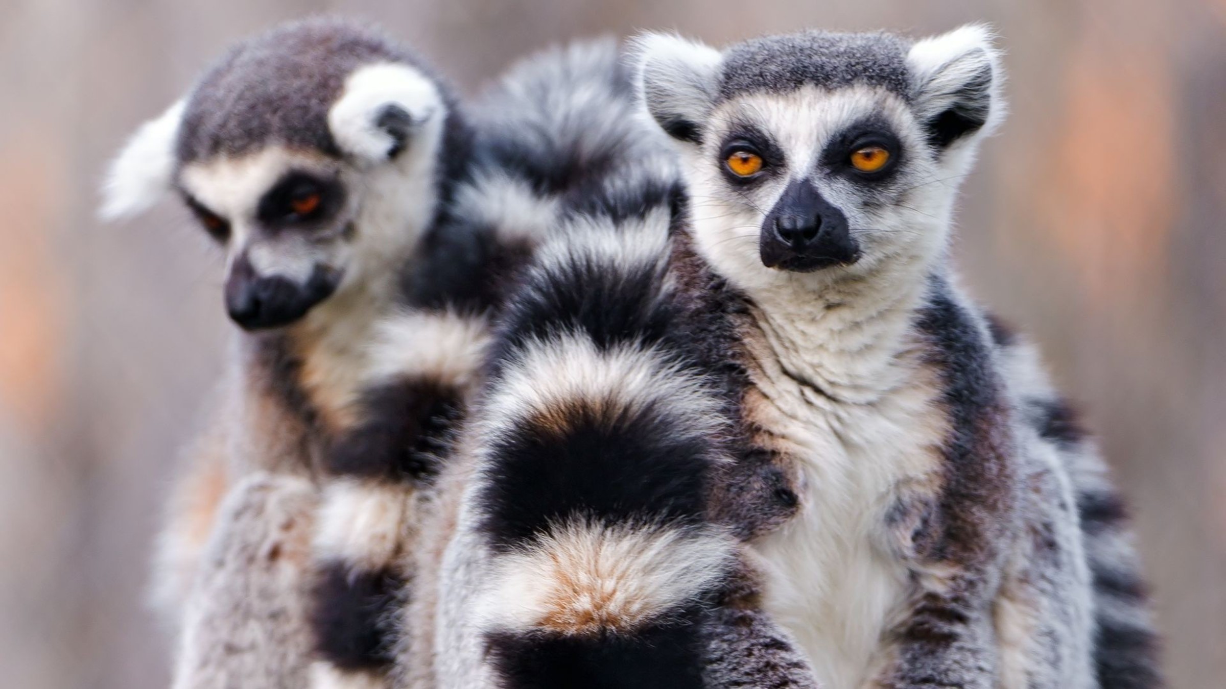 Animal Lemur 2400x1350