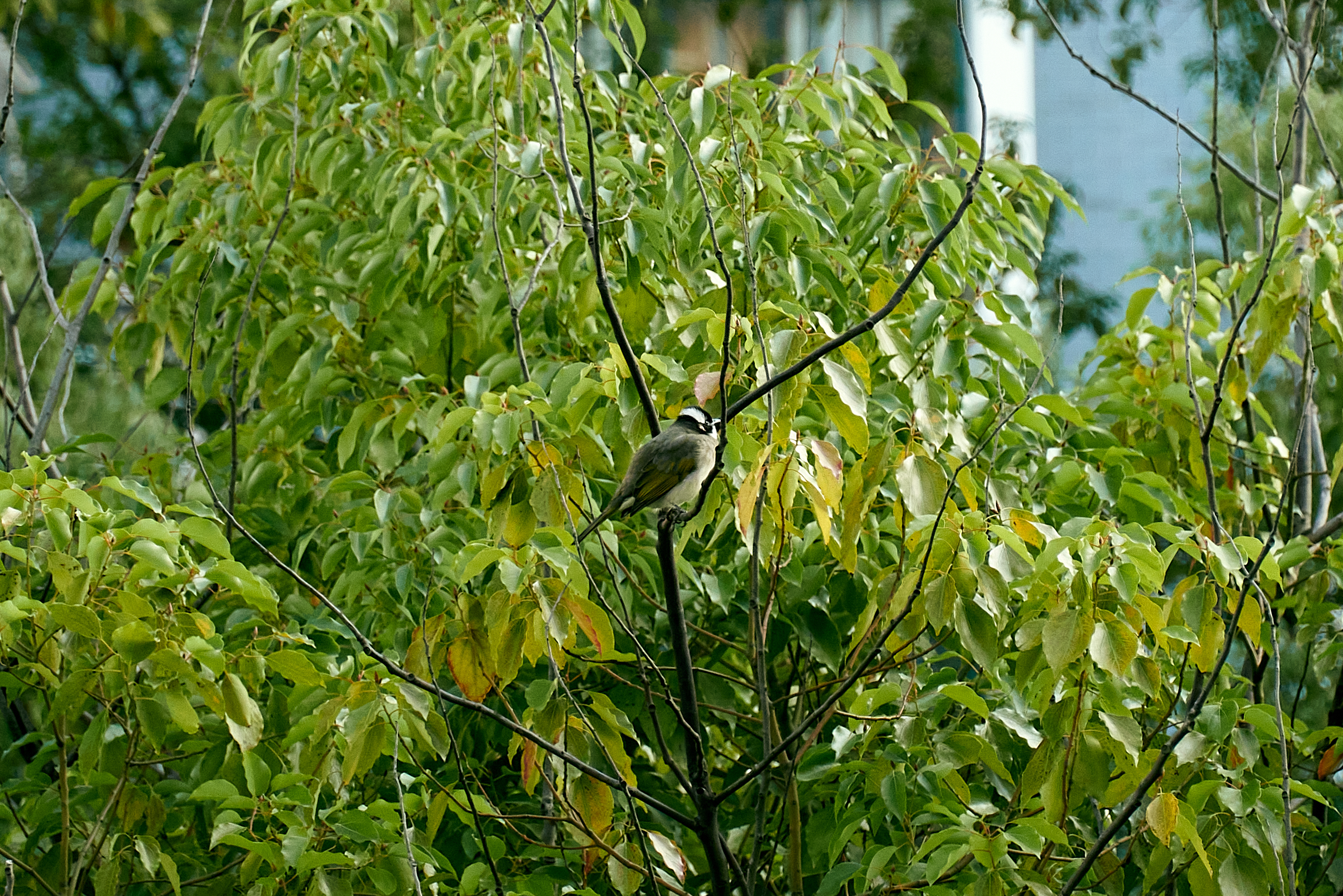 Wildlife Birds Nature Animals Leaves Branch 2861x1908