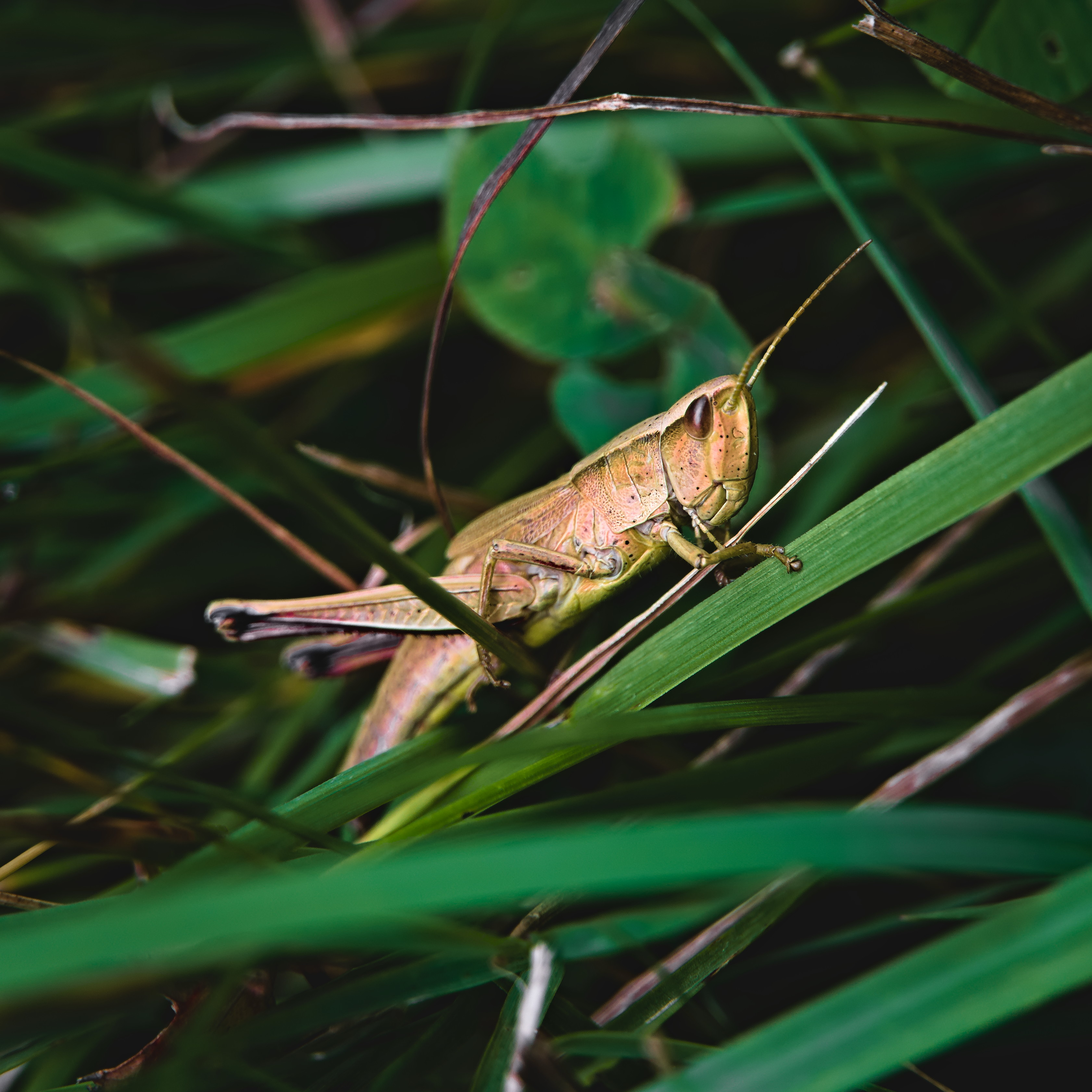 Grasshopper Grass Insect Nature Animals Outdoors 3363x3363