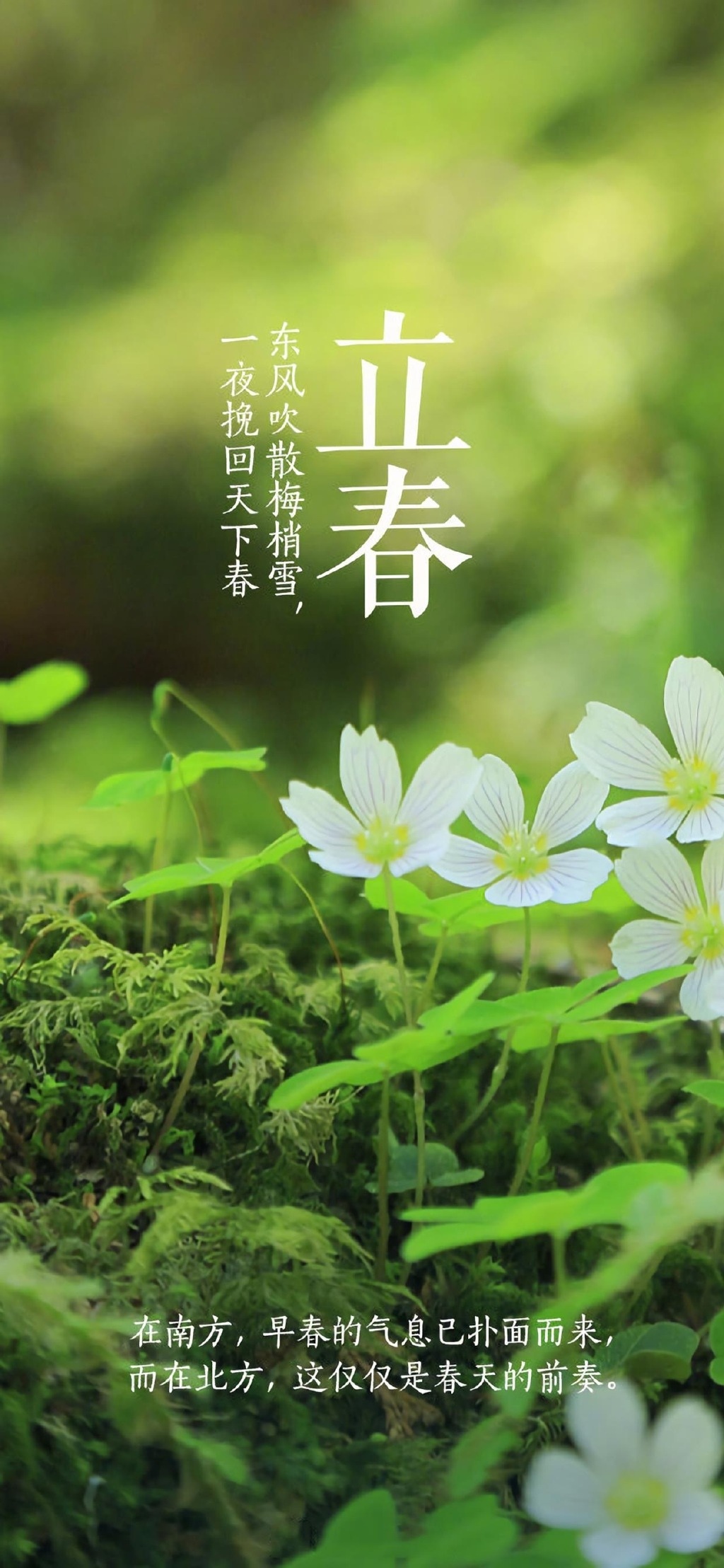 Nature Lichun Vertical Seasons Chinese Flowers 1024x2216