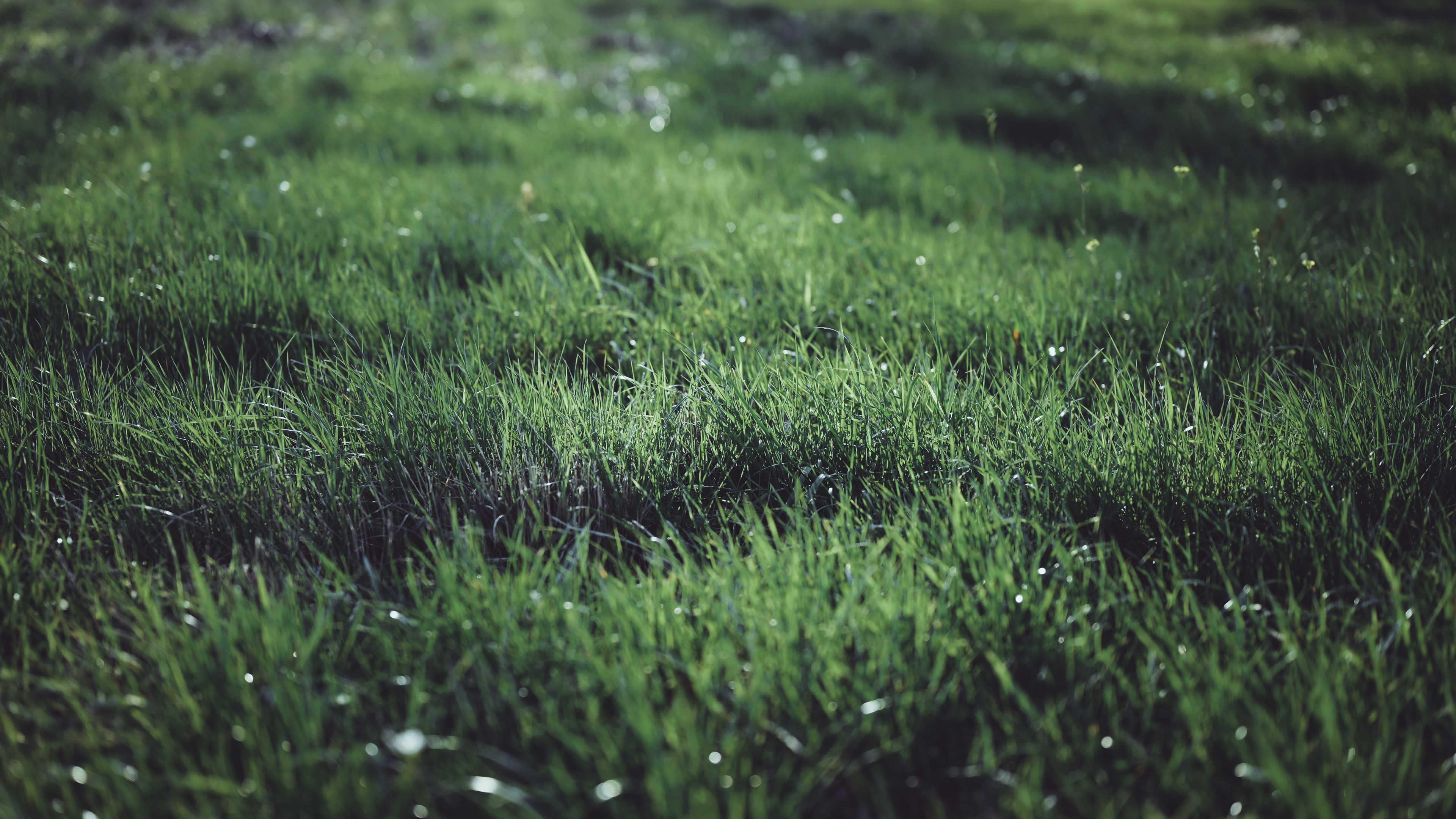Grass Plants Outdoors Photography Contrast Bokeh Nature 3840x2160