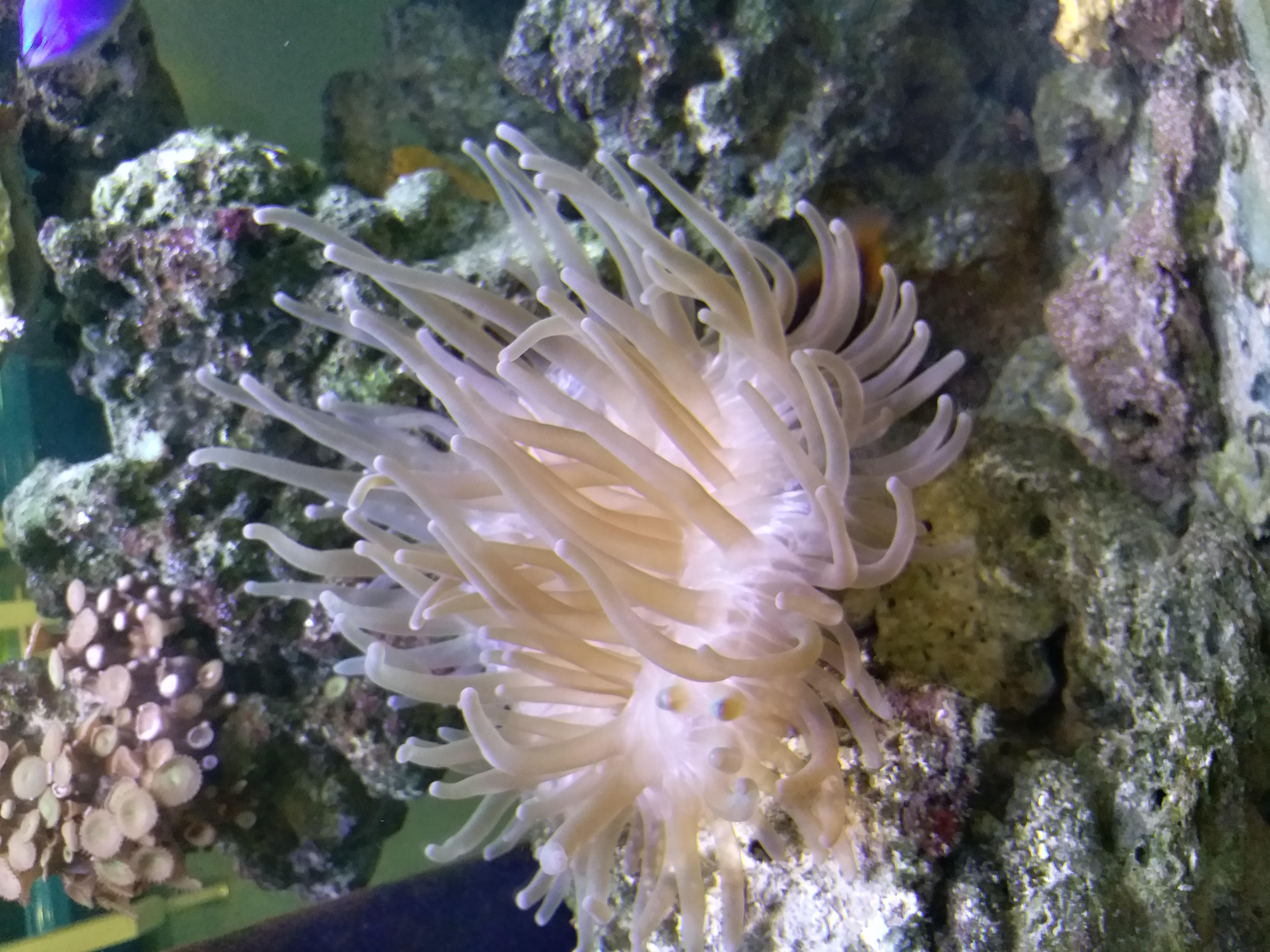 Sea Anemones Water 4608x3456