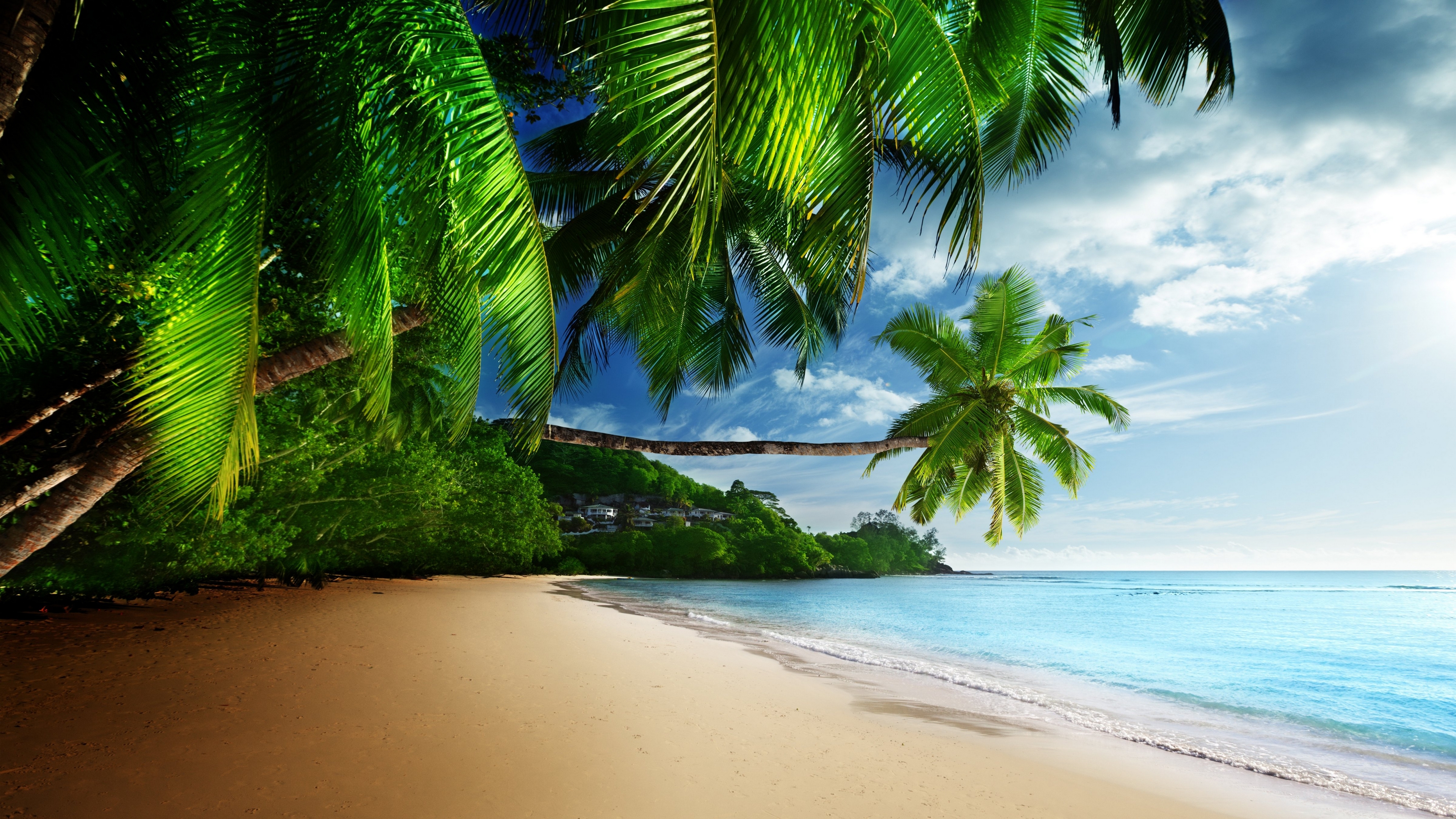 Nature Beach Palm Trees Plants Water Sand Leaves 3840x2160
