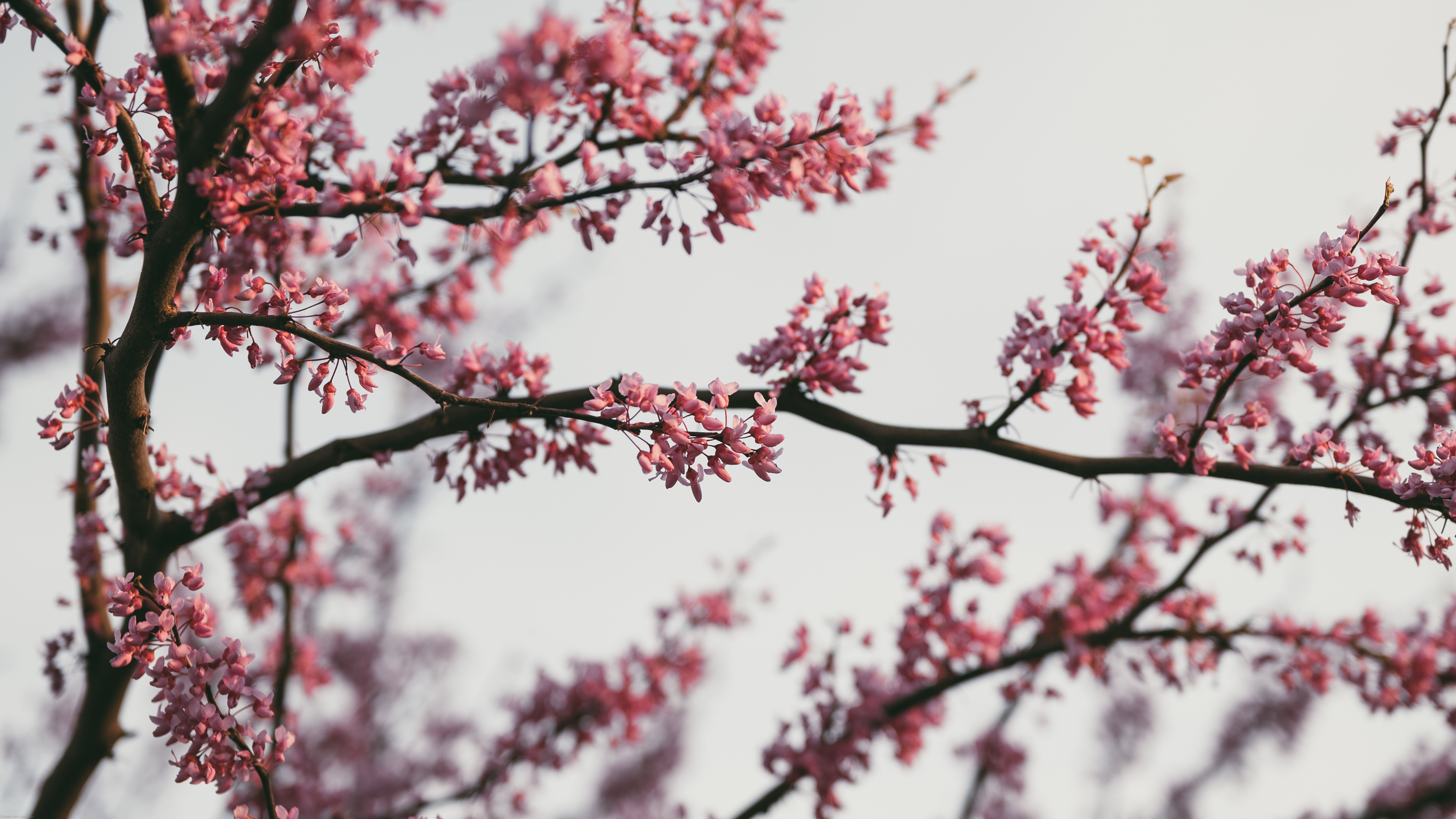 Nature Photography Outdoors Flowers Pink Flowers Dusk 50mm Spring Trees Branch Bright 3840x2160