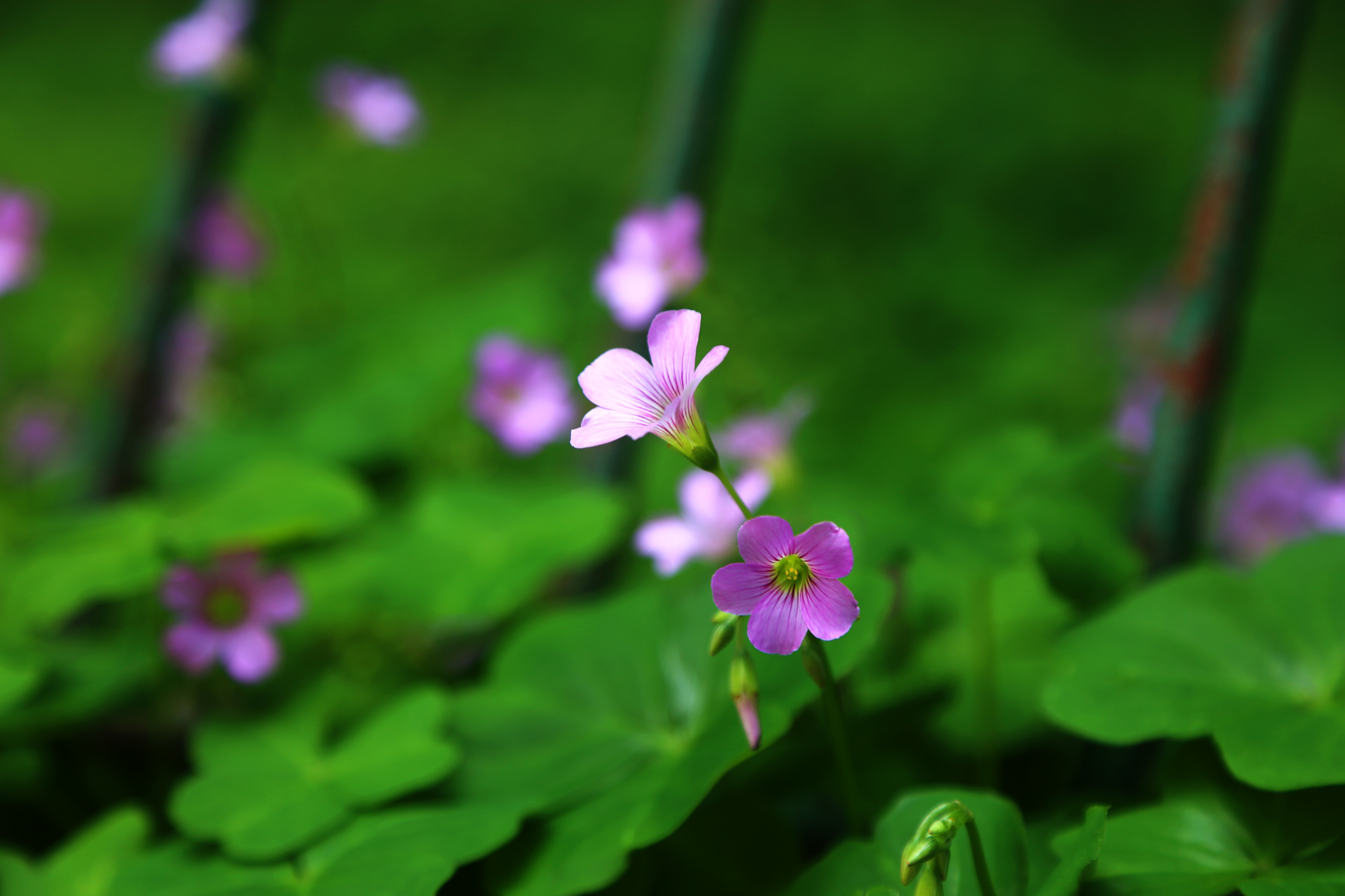 Green Plants Spring Leaves Nature Flowers Closeup Blurred Blurry Background 5472x3648