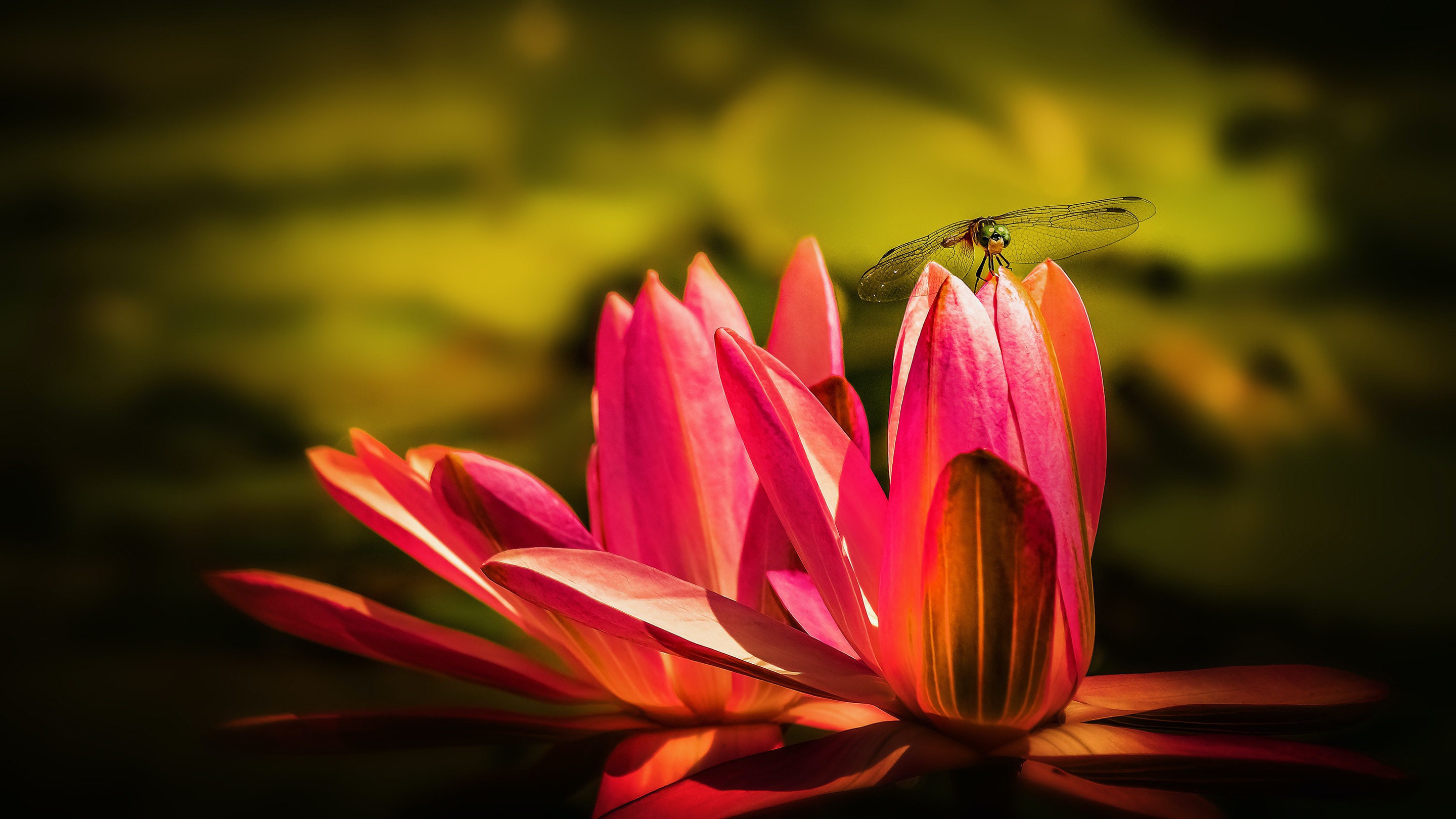 Flower Macro Water Lily Insect 2880x1620