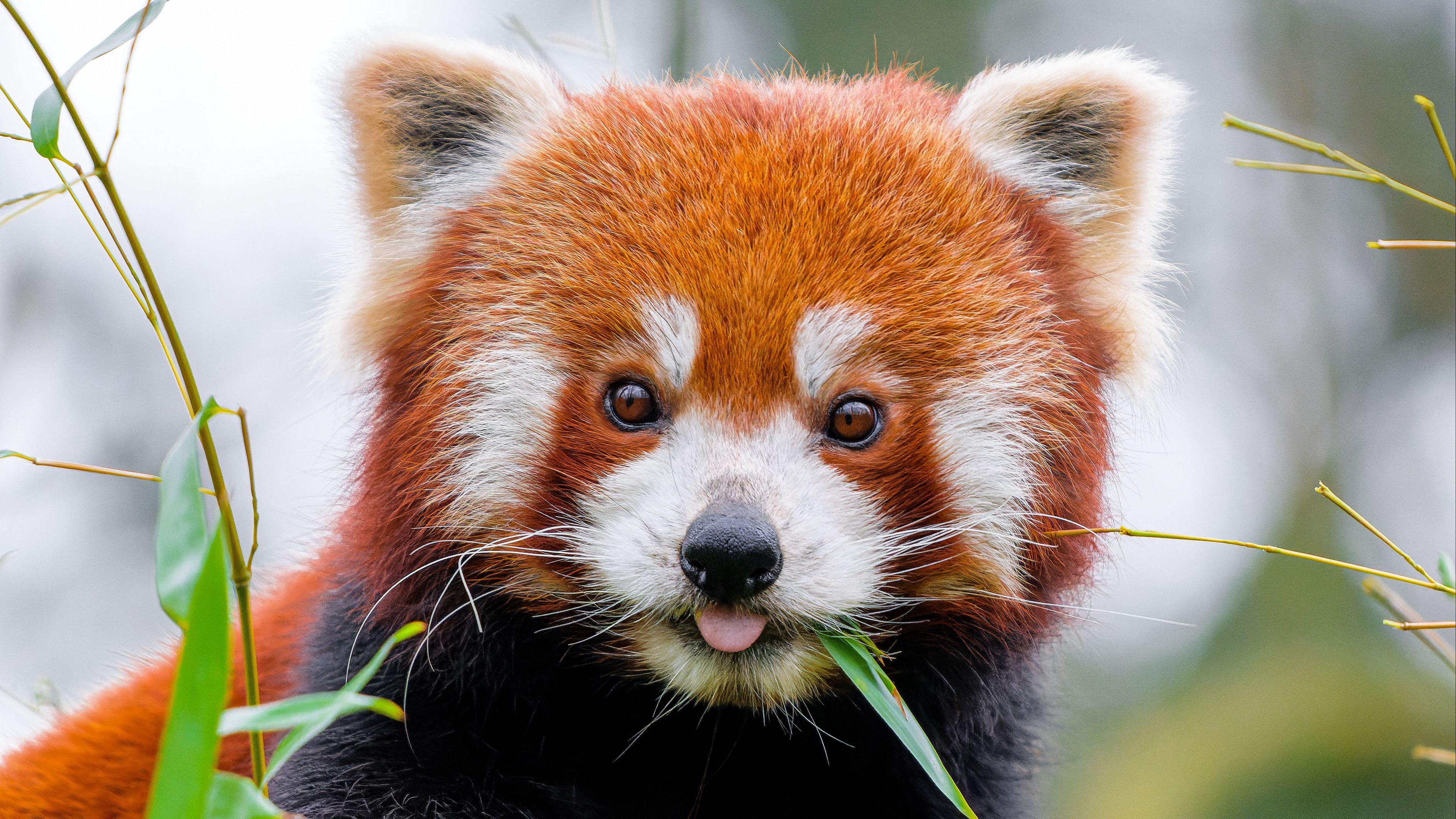 Red Panda Wildlife Animals Closeup Leaves 3840x2160