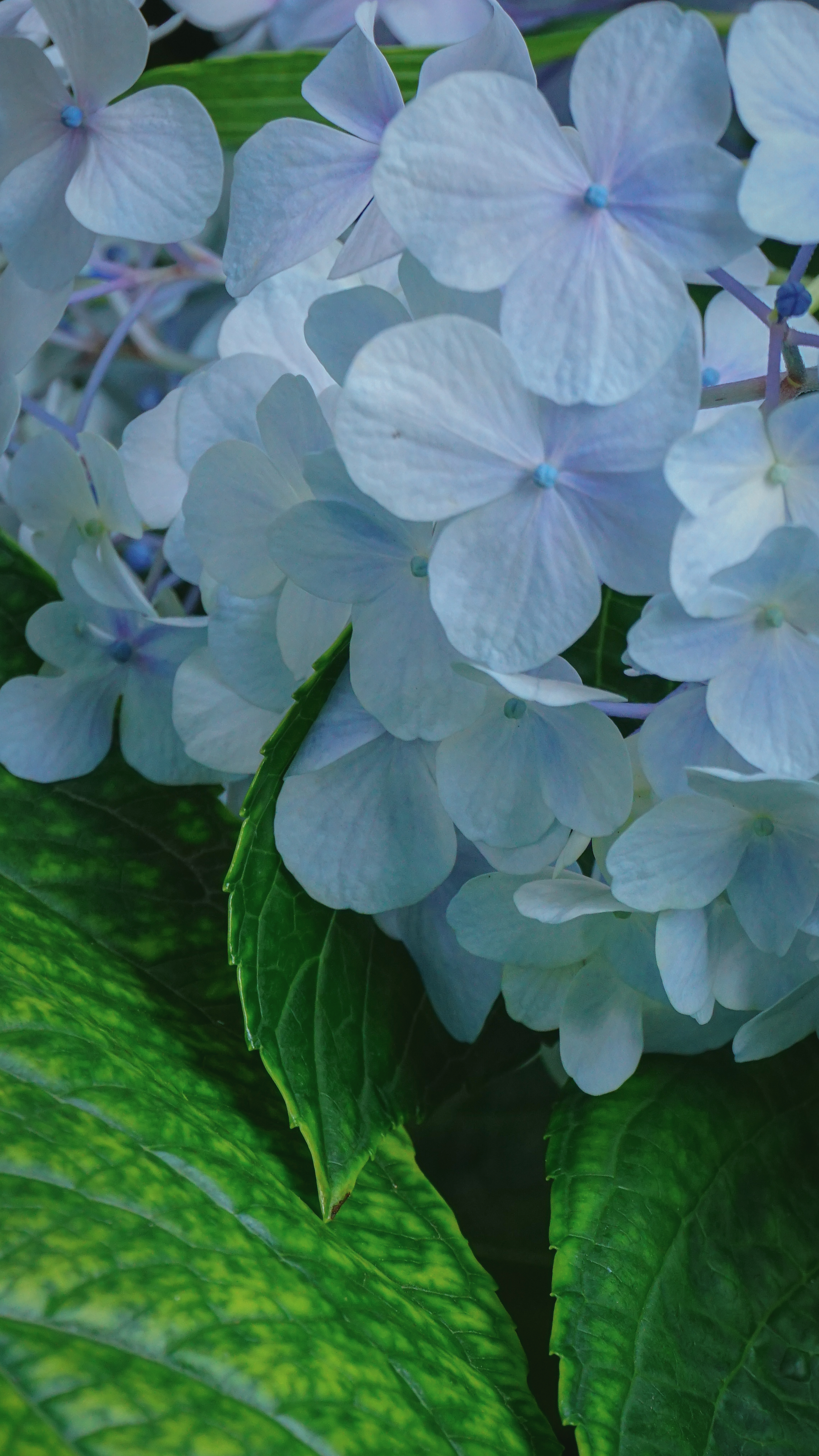 Plants Nature Harvest Portrait Display Closeup Leaves Flowers 4501x8000