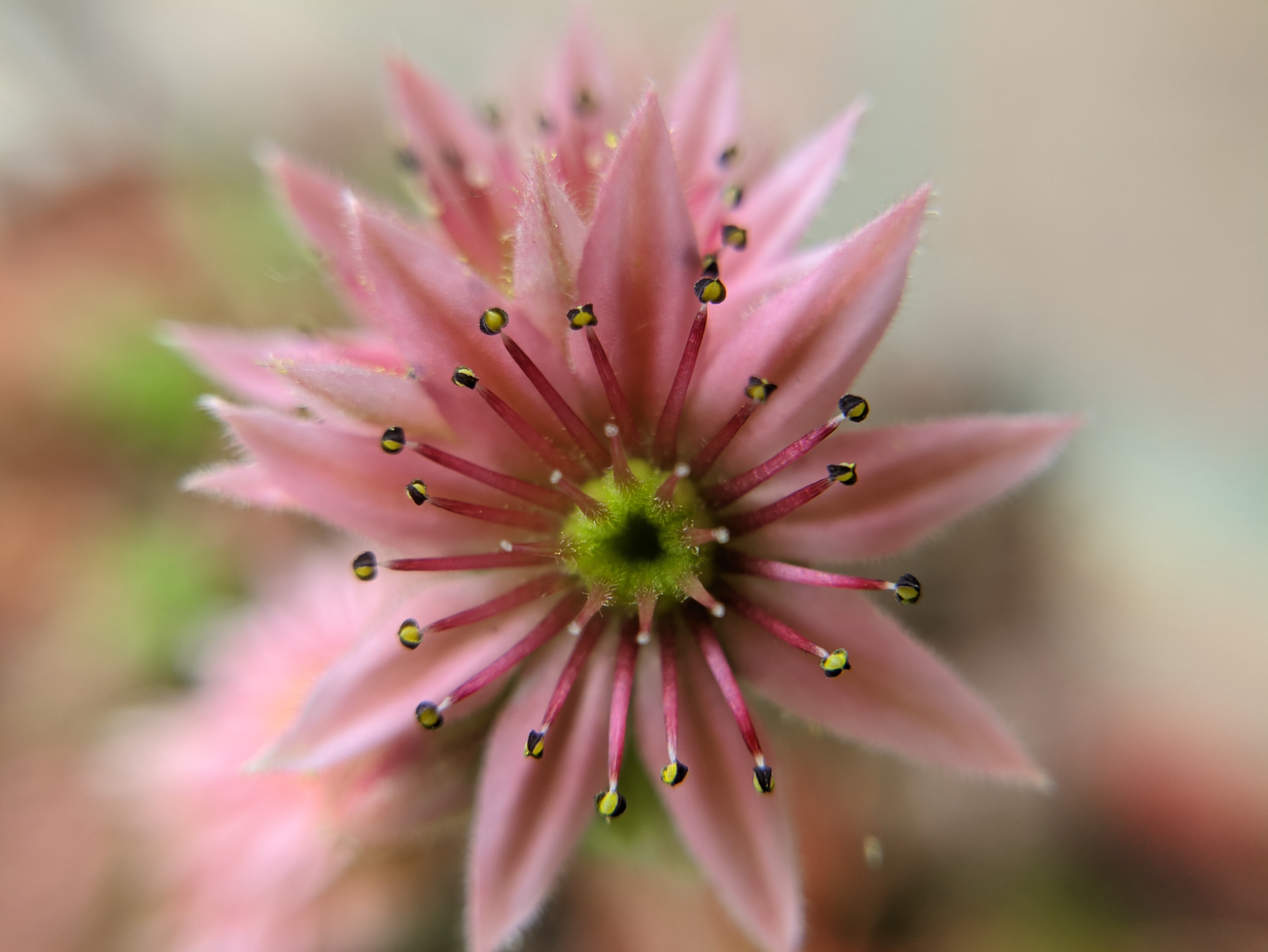 Succulent Pink Flowers Flowers Nature Photography 4656x3496