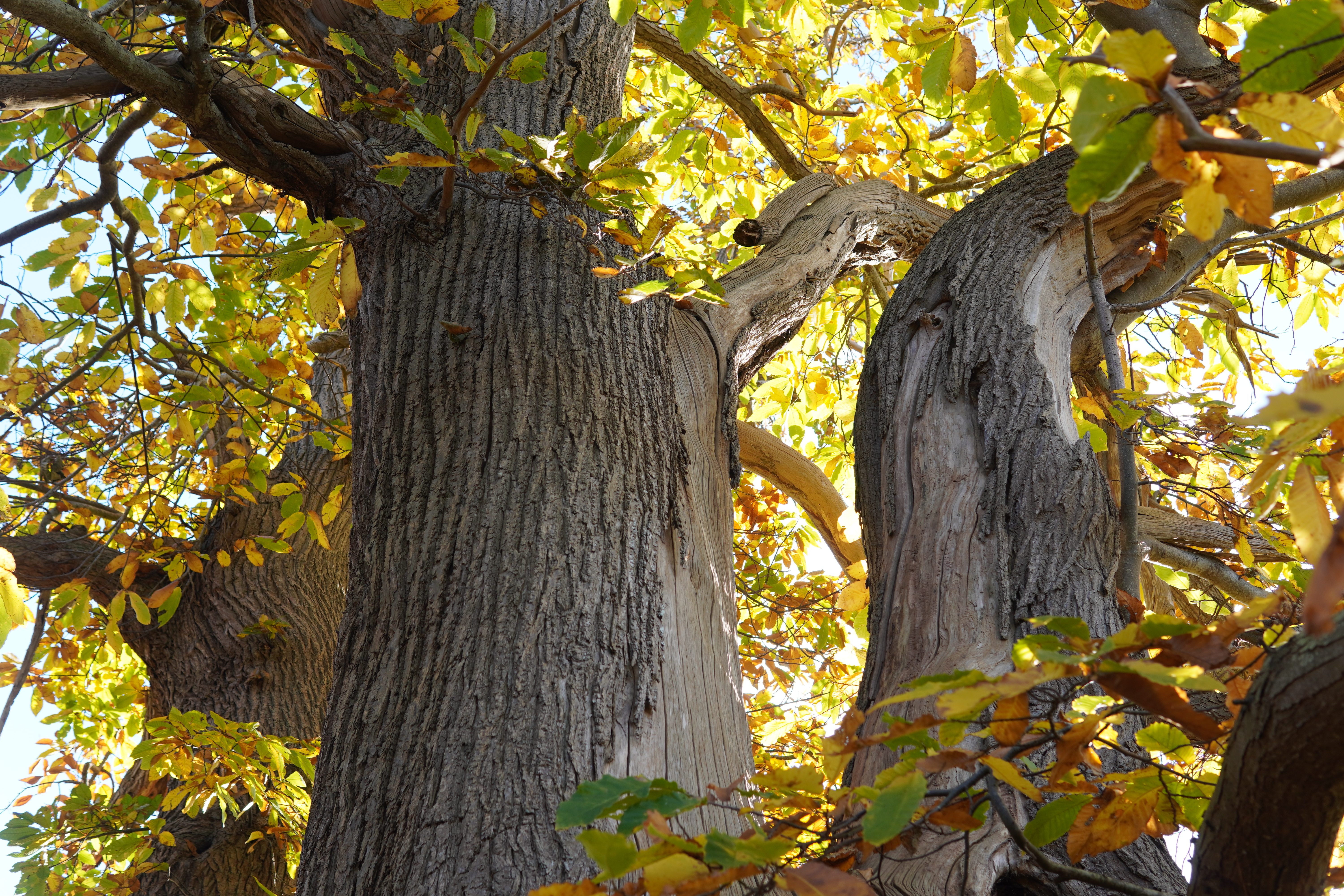 Chestnut Tree Autumn Light Bark Leaves Trees Nature 6000x4000