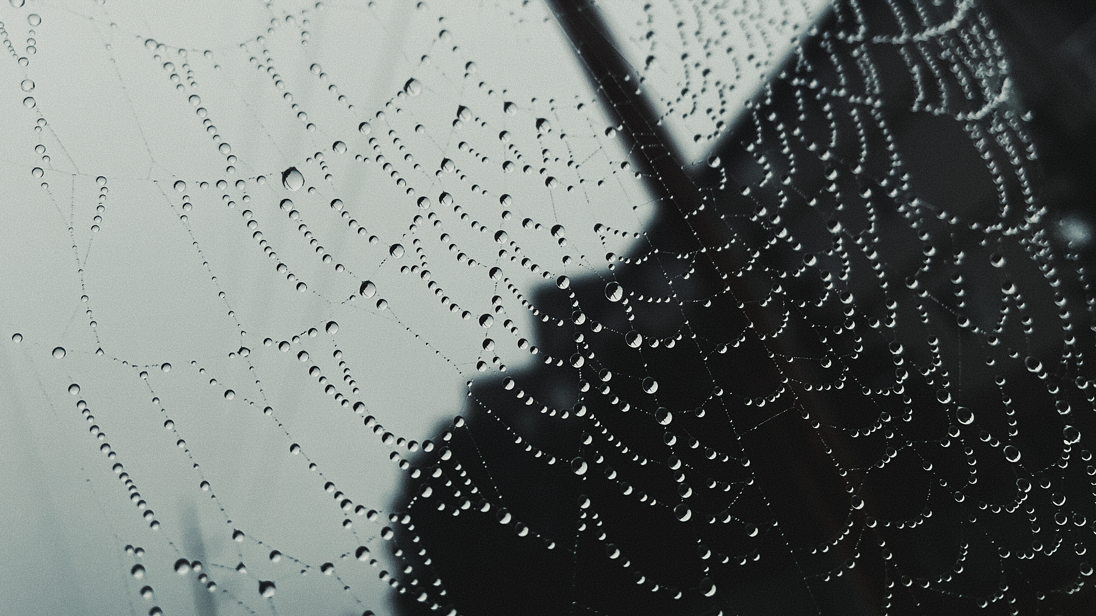 Nature Spiderwebs Water Drops Overcast Monochrome Closeup Photography Water 3840x2160