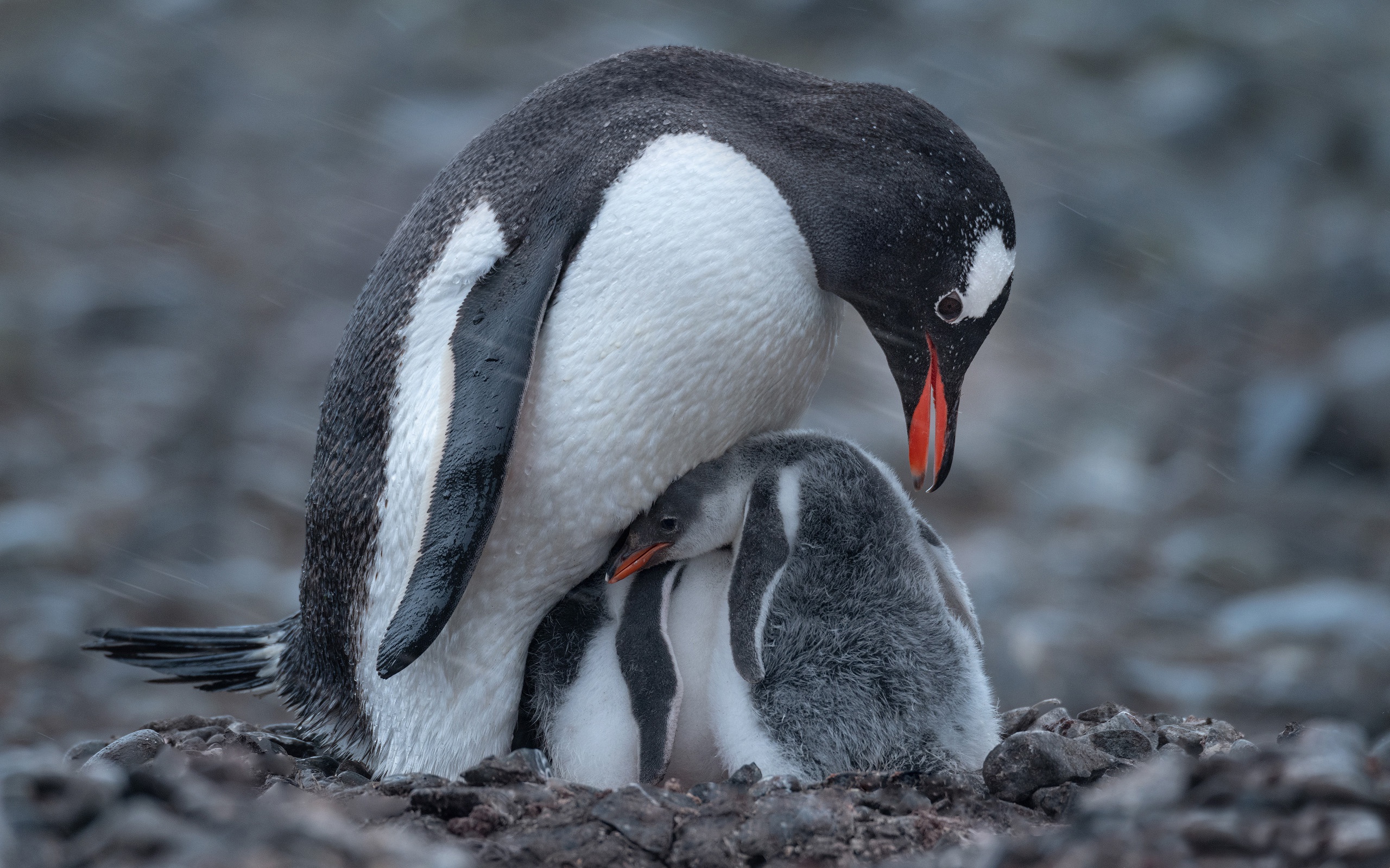 Penguins Birds Stones Baby Animals Storm Depth Of Field Animals 2560x1600