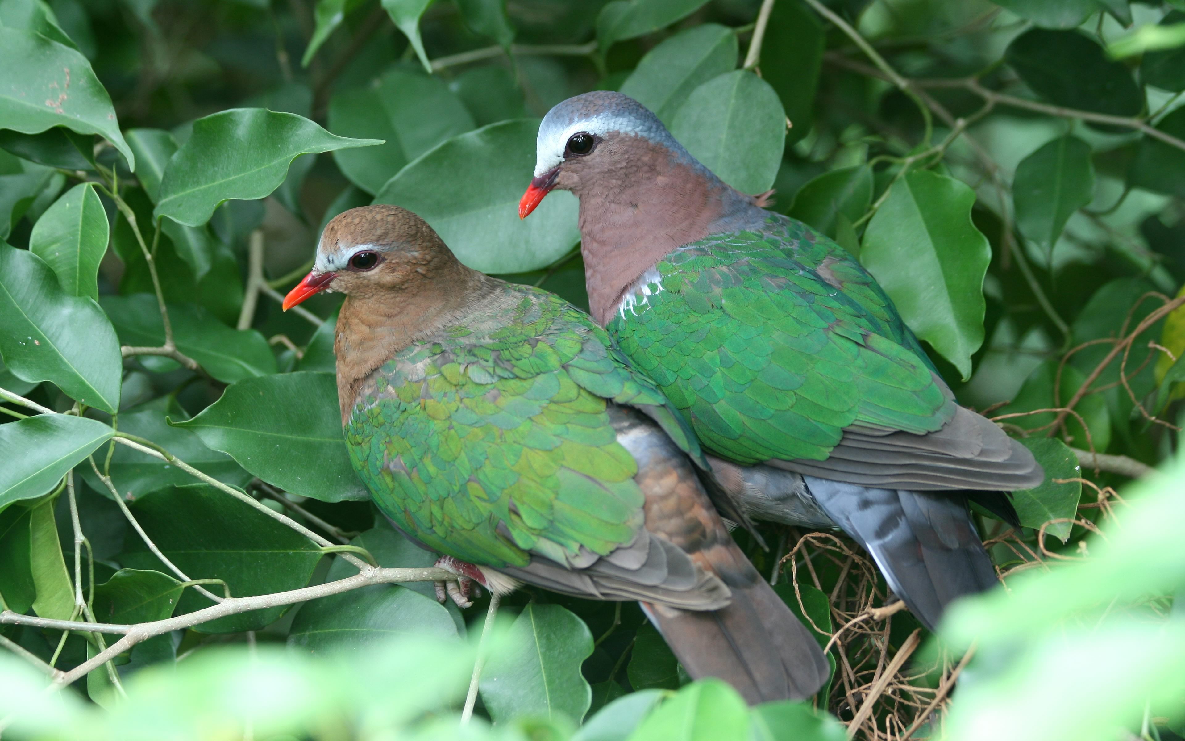 Bird Common Emerald Dove 3840x2400